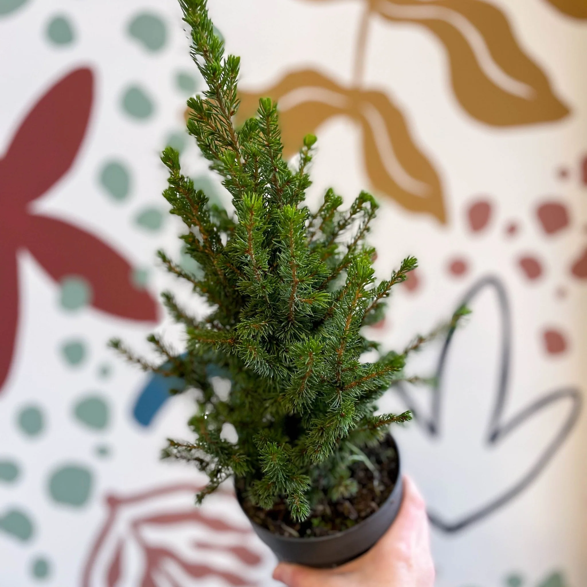 Picea glauca 'Perfecta' - White Spruce - Potted Christmas Tree - Image 10