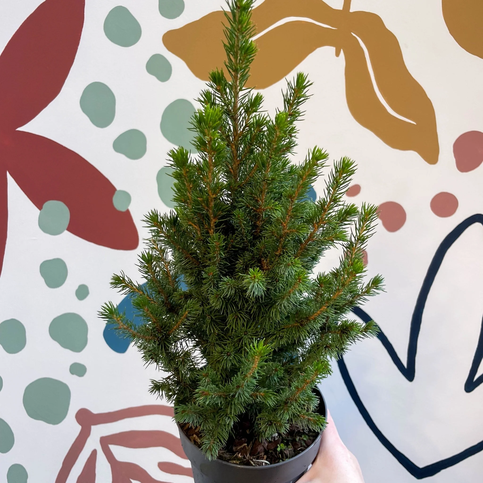 Picea glauca 'Perfecta' - White Spruce - Potted Christmas Tree - Image 11