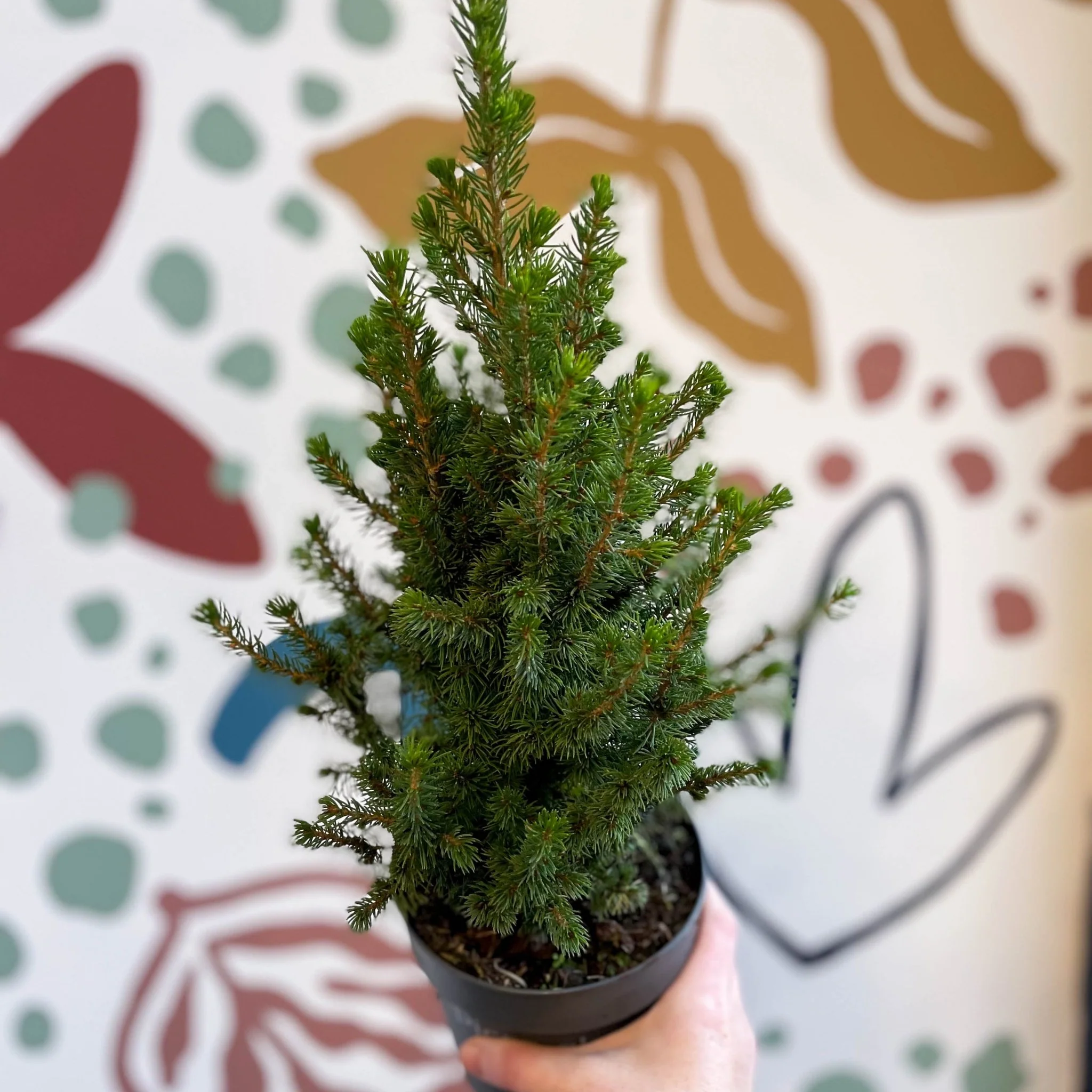 Picea glauca 'Perfecta' - White Spruce - Potted Christmas Tree - Image 12