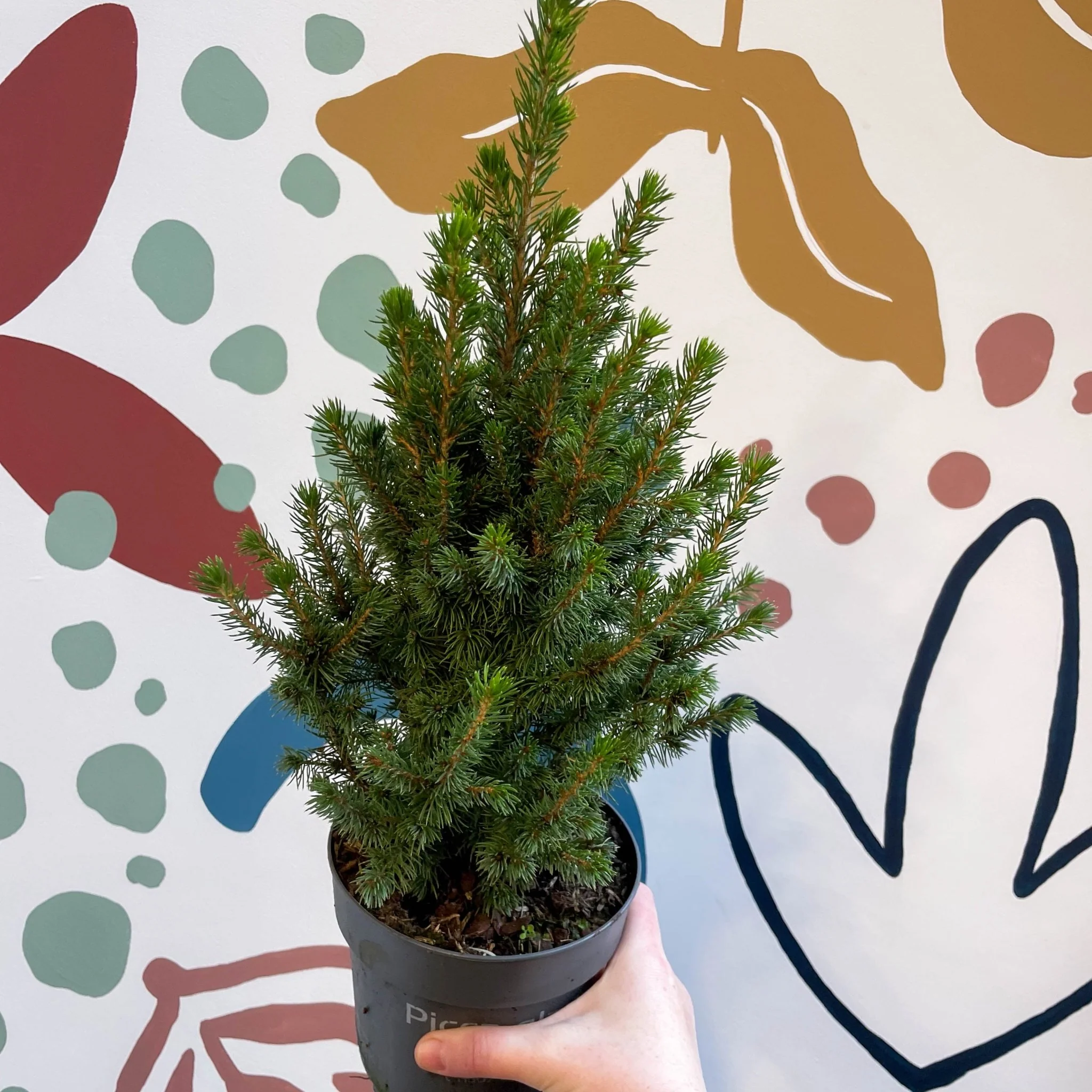 Picea glauca 'Perfecta' - White Spruce - Potted Christmas Tree - Image 13