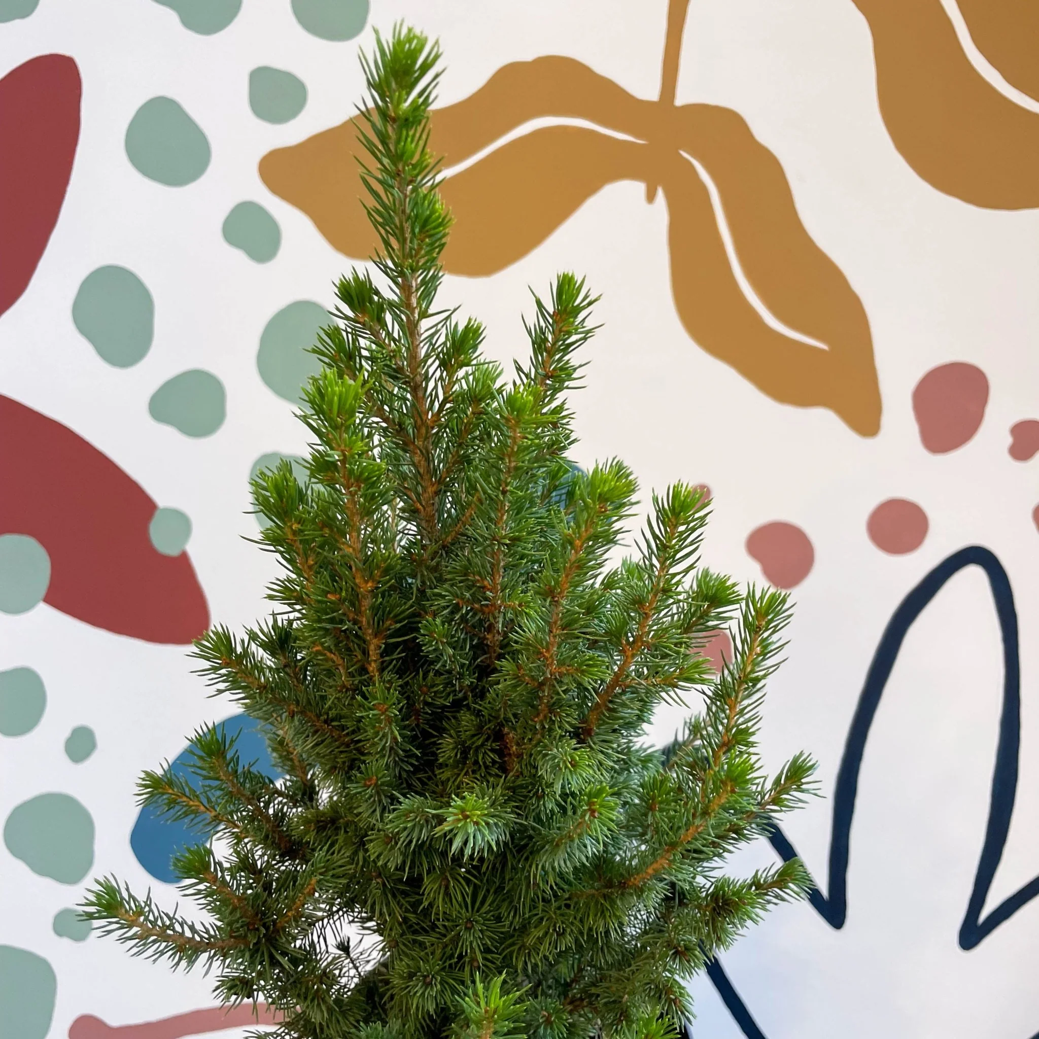 Picea glauca 'Perfecta' - White Spruce - Potted Christmas Tree - Image 14
