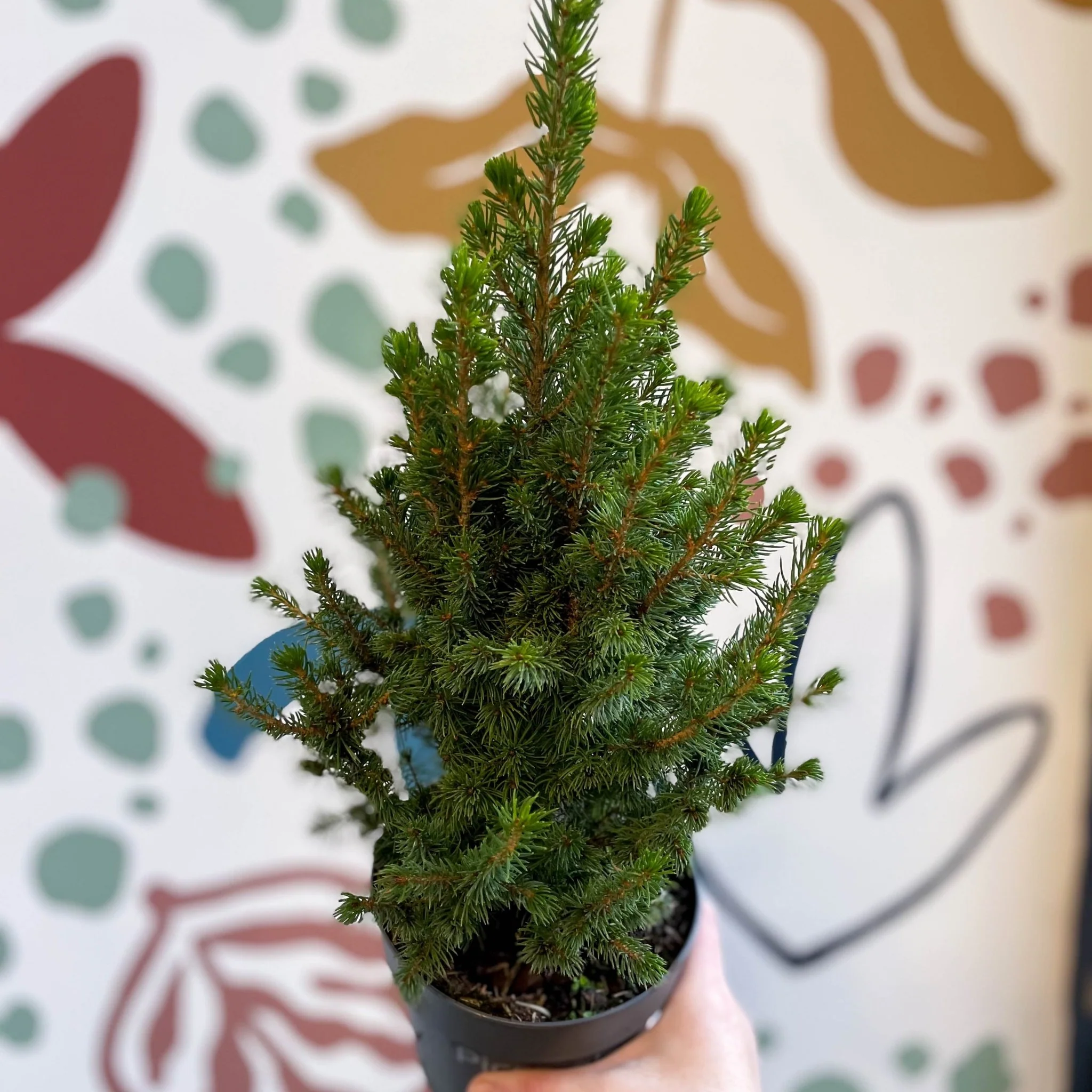 Picea glauca 'Perfecta' - White Spruce - Potted Christmas Tree - Image 2