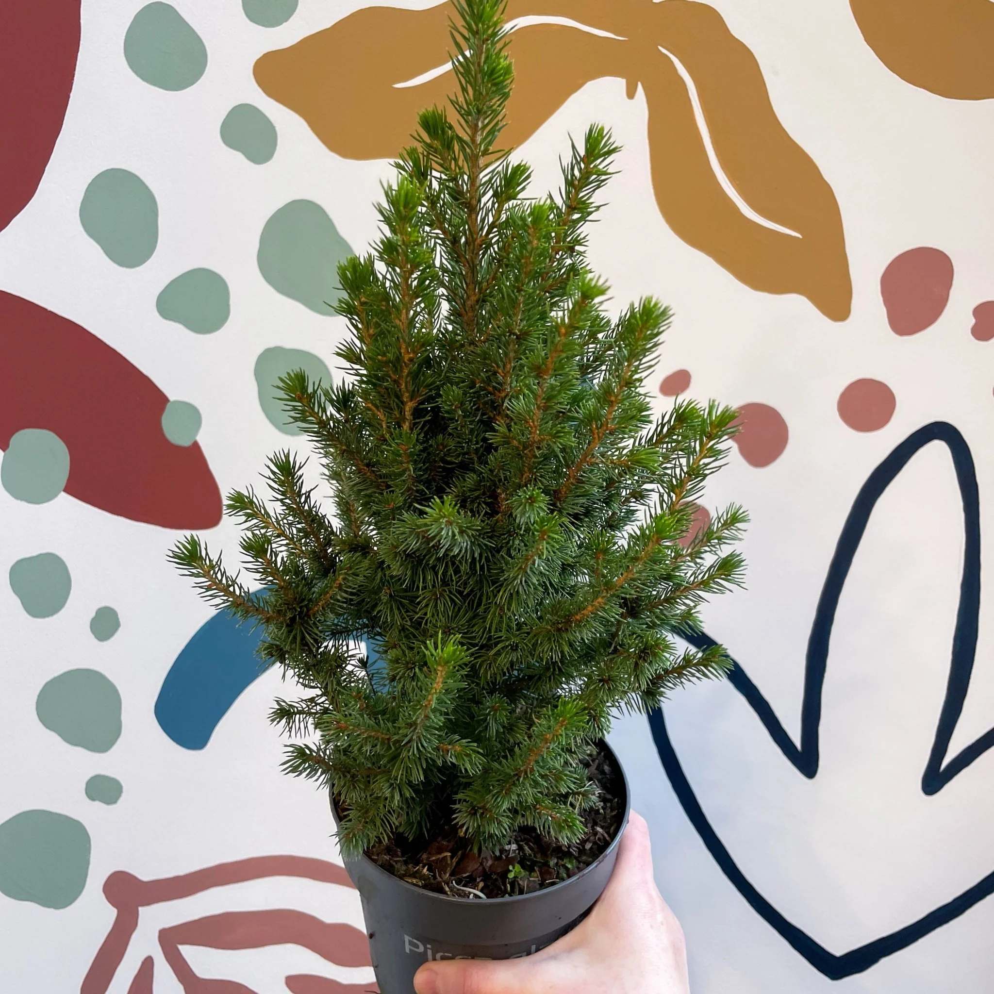 Picea glauca 'Perfecta' - White Spruce - Potted Christmas Tree - Image 3