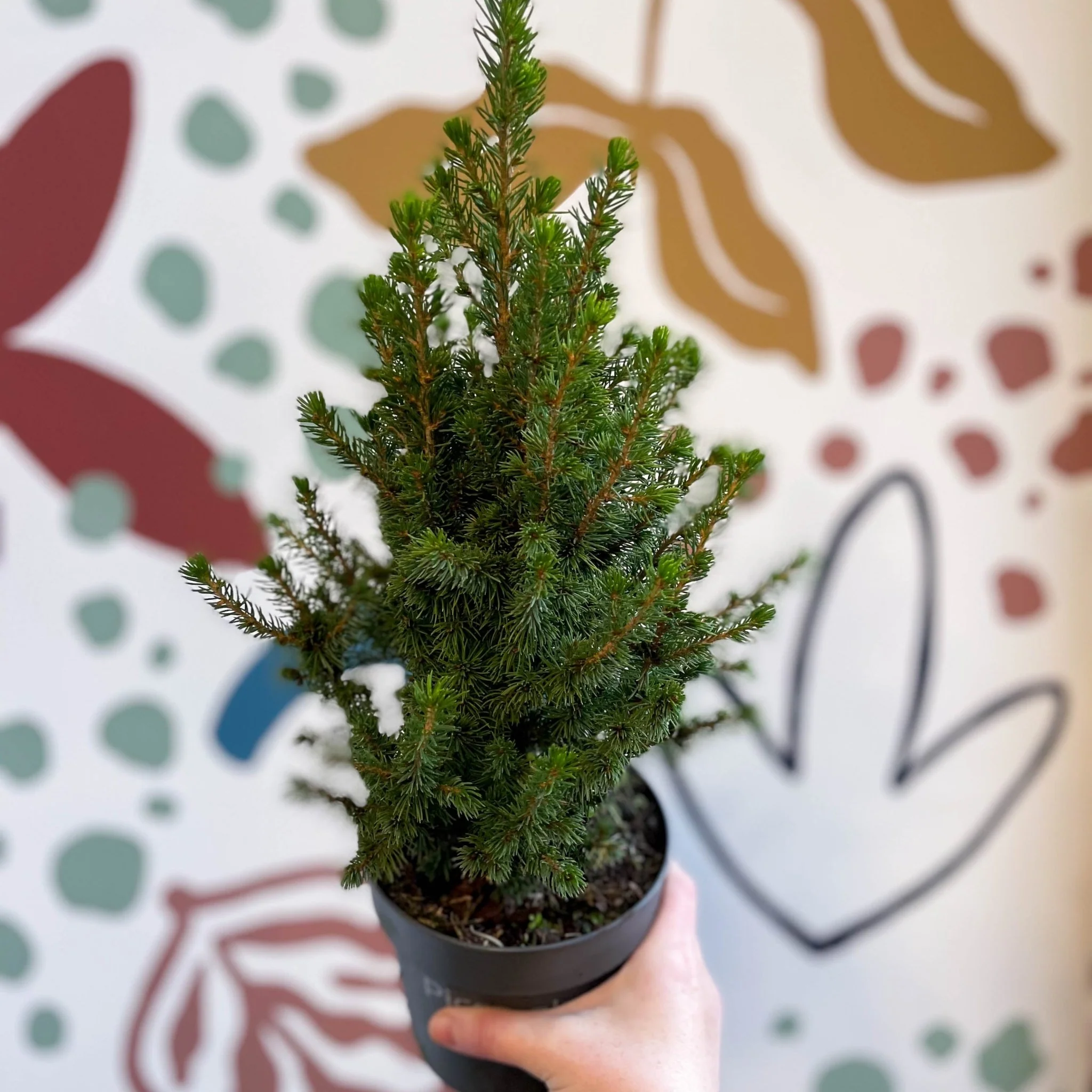Picea glauca 'Perfecta' - White Spruce - Potted Christmas Tree - Image 4