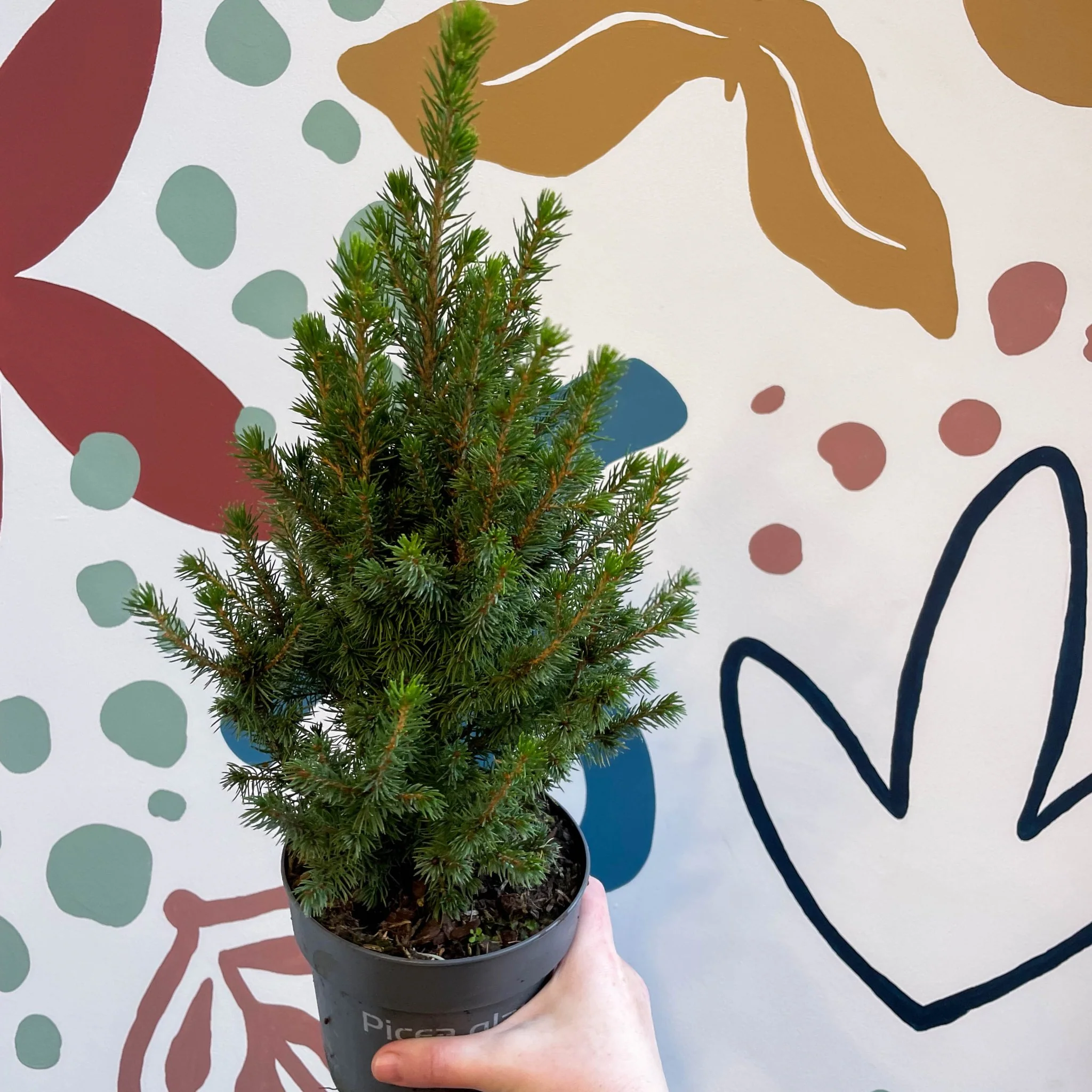 Picea glauca 'Perfecta' - White Spruce - Potted Christmas Tree - Image 5