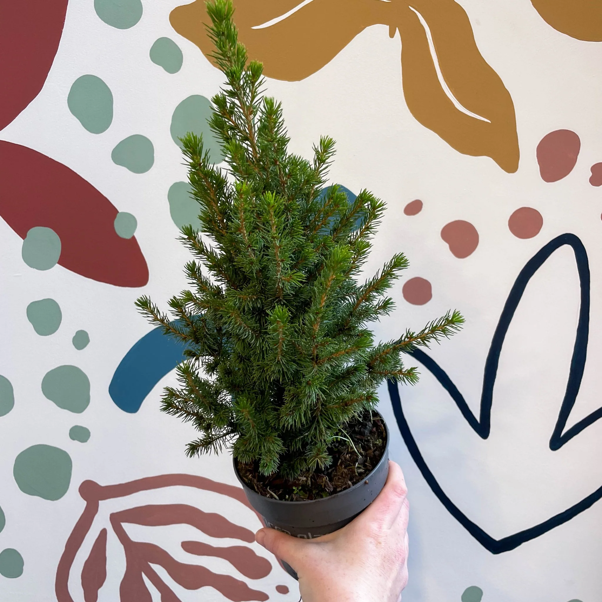 Picea glauca 'Perfecta' - White Spruce - Potted Christmas Tree - Image 6