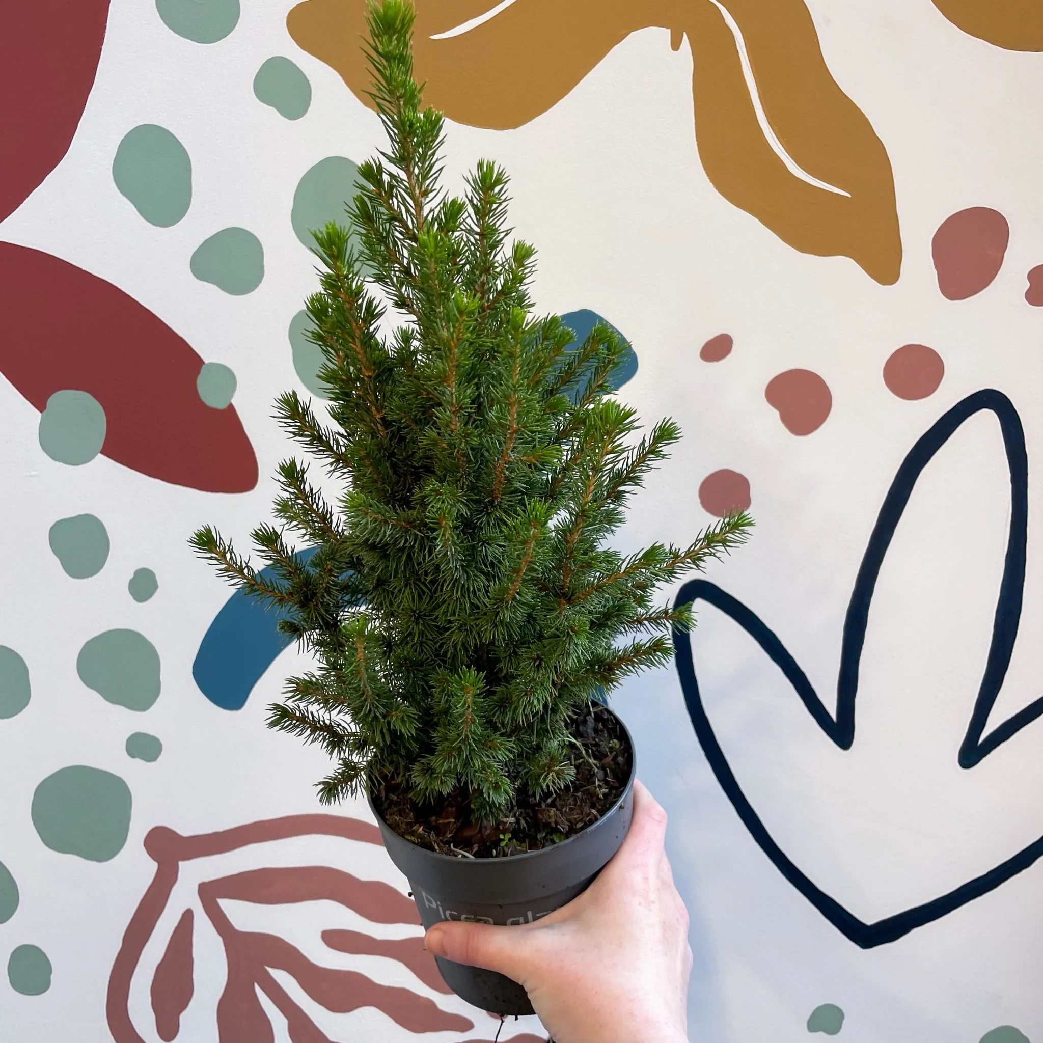 Picea glauca 'Perfecta' - White Spruce - Potted Christmas Tree - Image 7