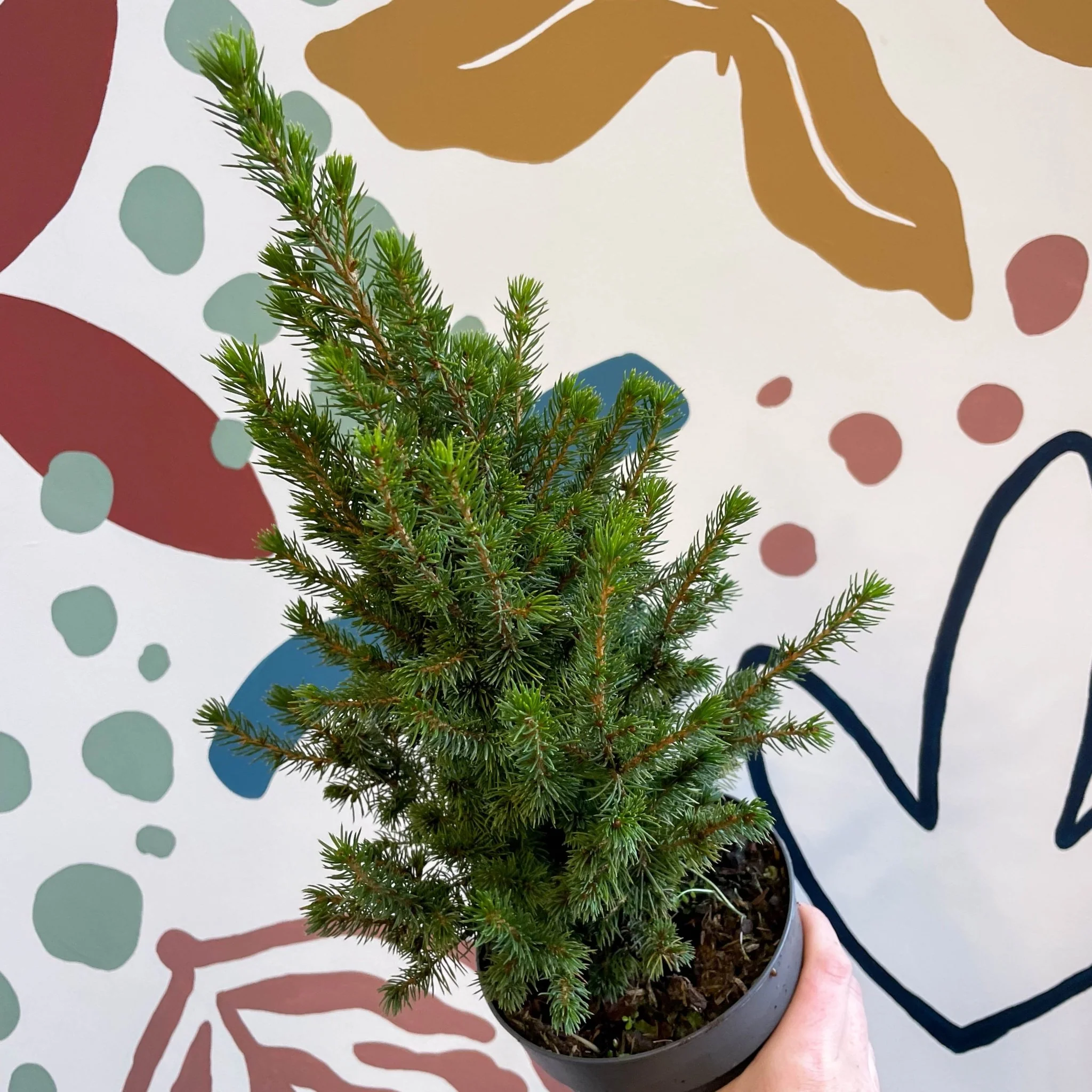 Picea glauca 'Perfecta' - White Spruce - Potted Christmas Tree - Image 8