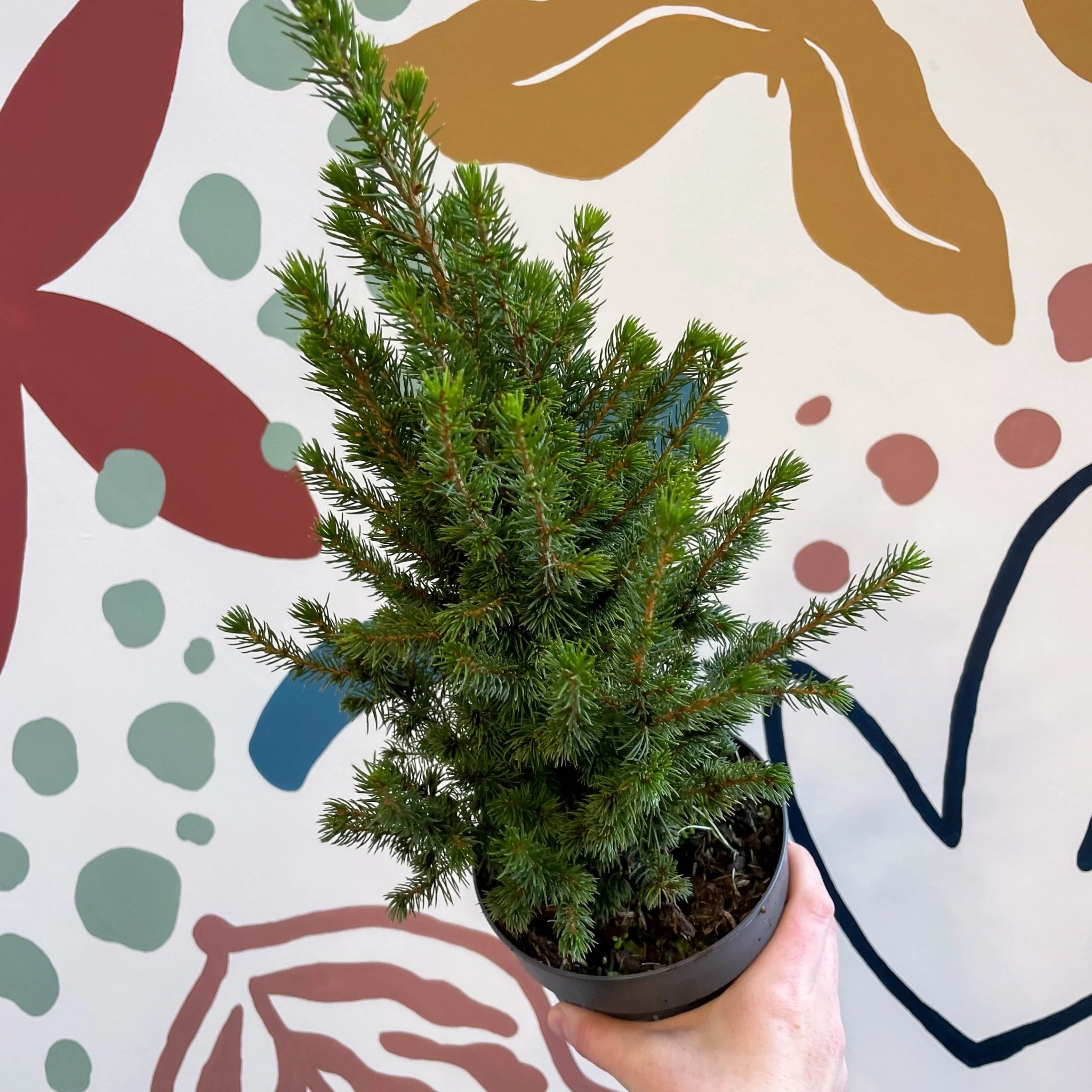 Picea glauca 'Perfecta' - White Spruce - Potted Christmas Tree - Image 9