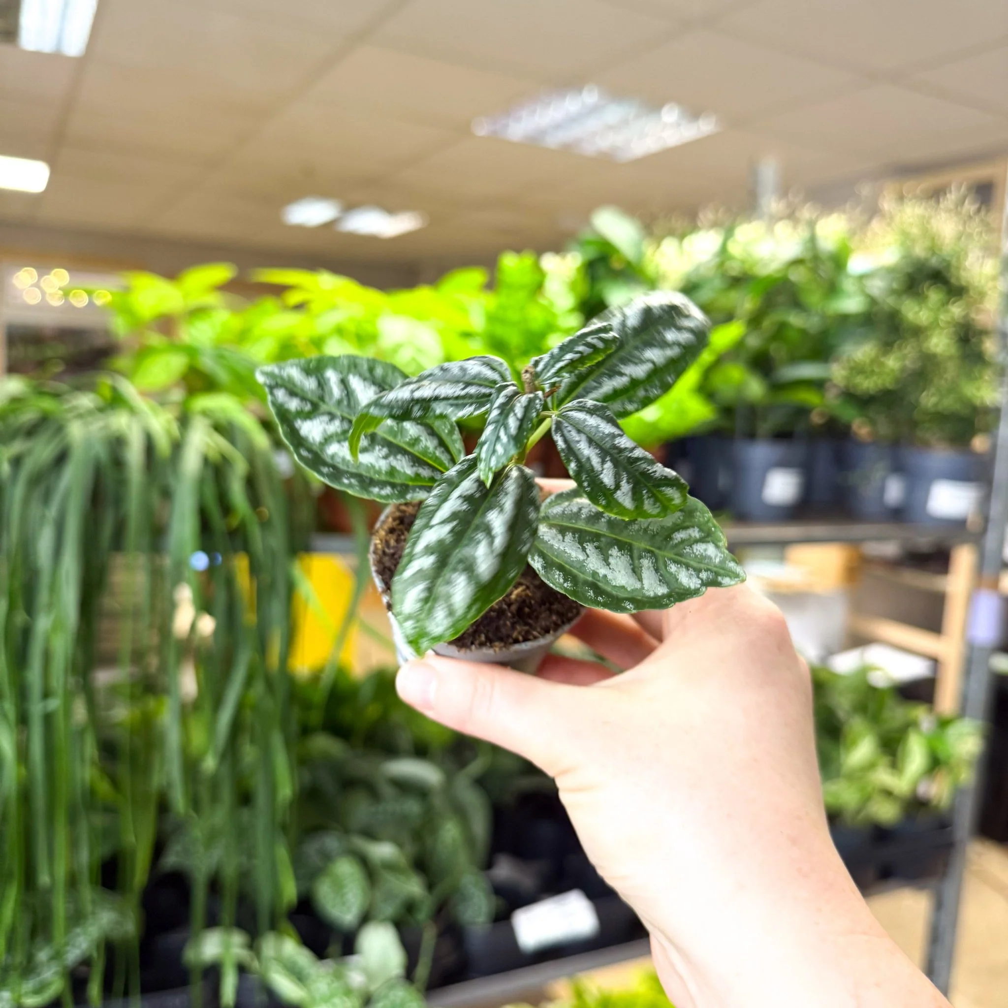 Pilea cadierei – Aluminium Plant - Image 3