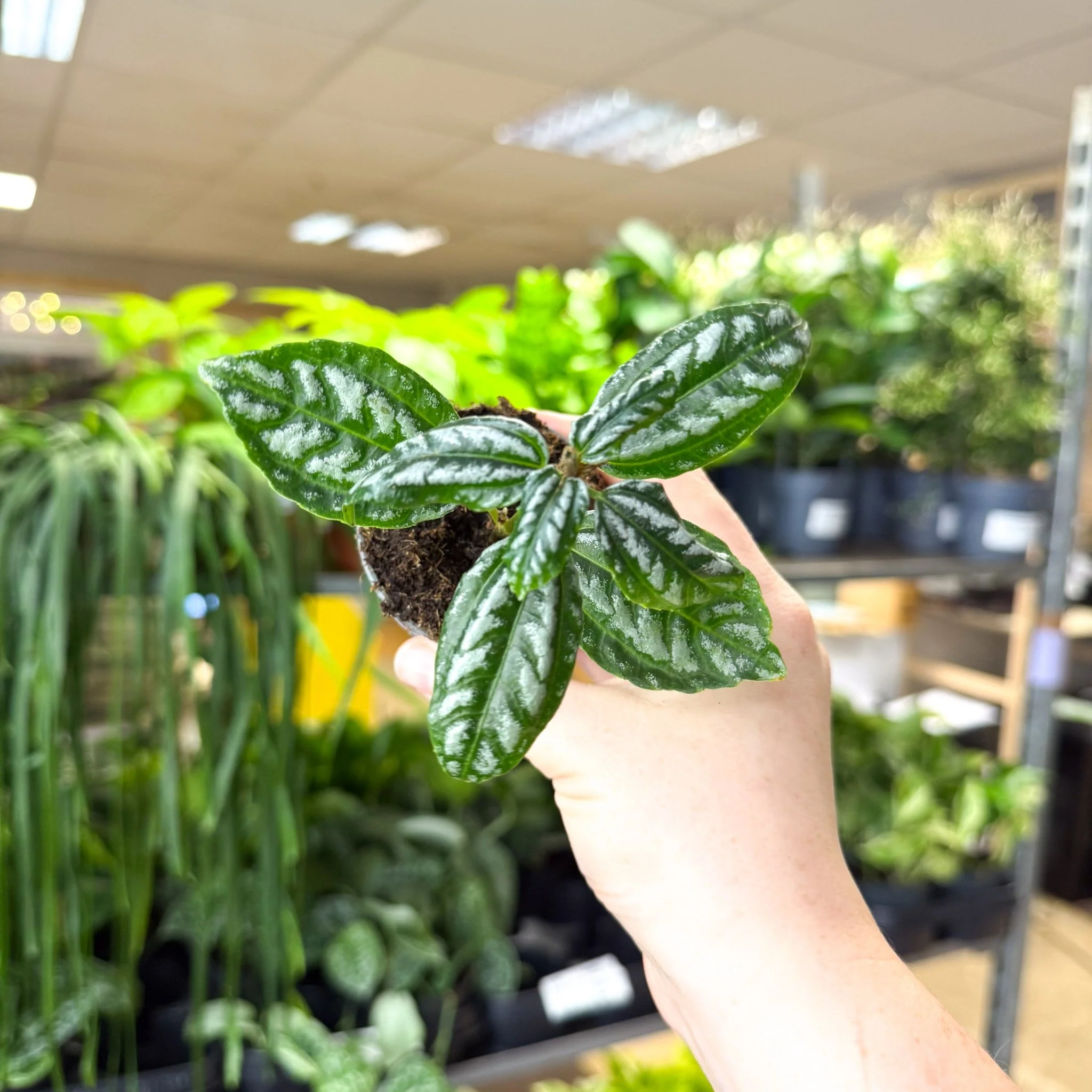 Pilea cadierei – Aluminium Plant - Image 4