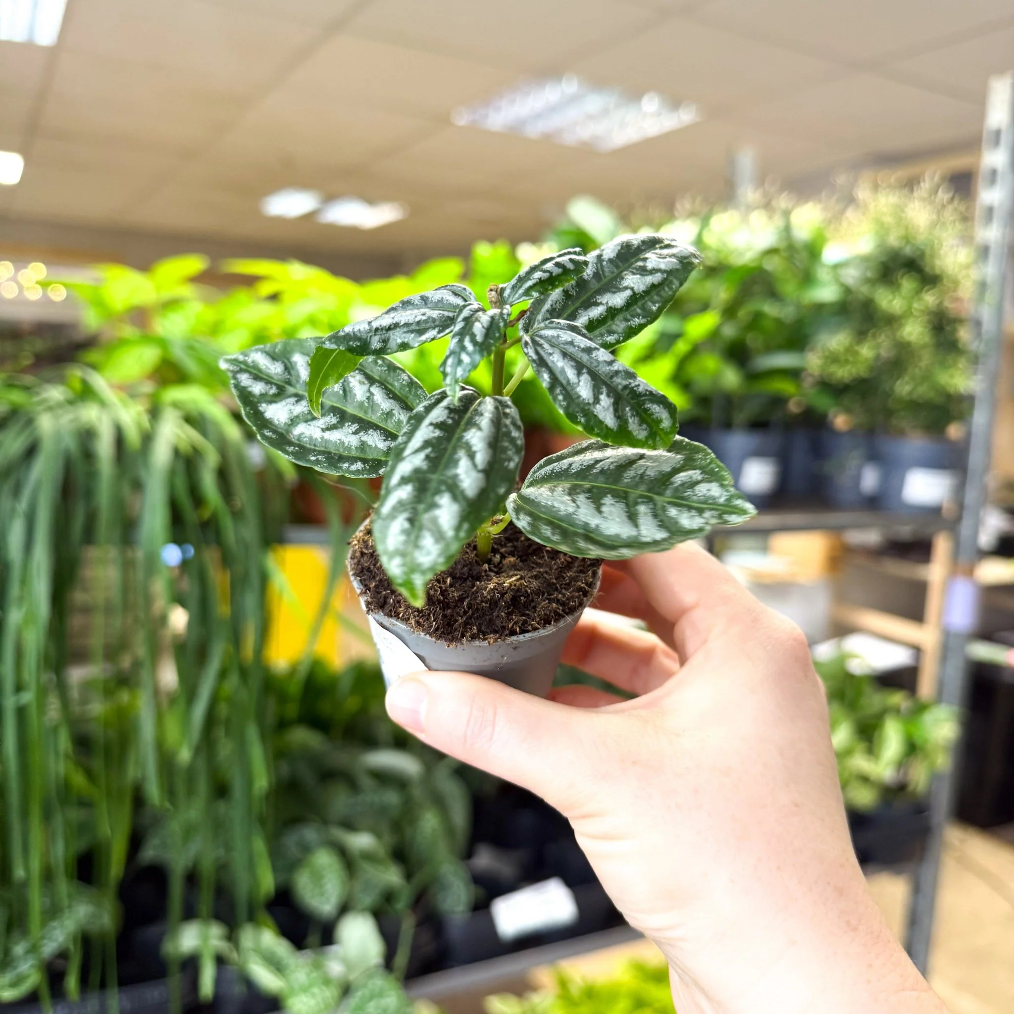 Pilea cadierei – Aluminium Plant - Image 5