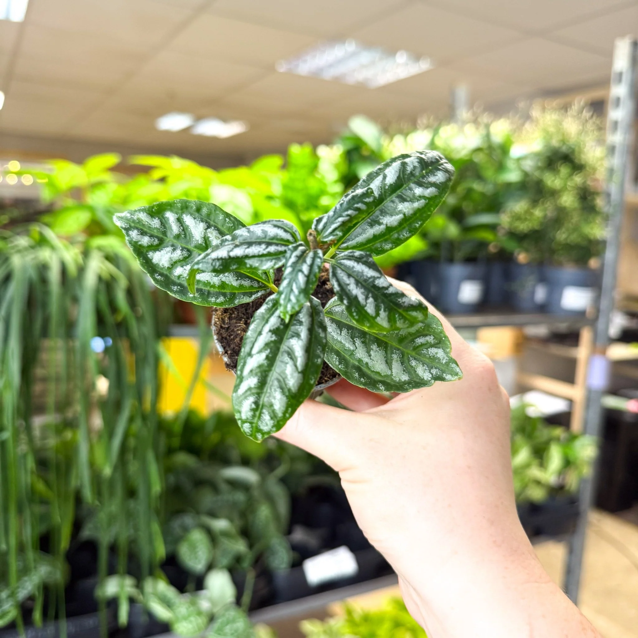 Pilea cadierei – Aluminium Plant - Image 6