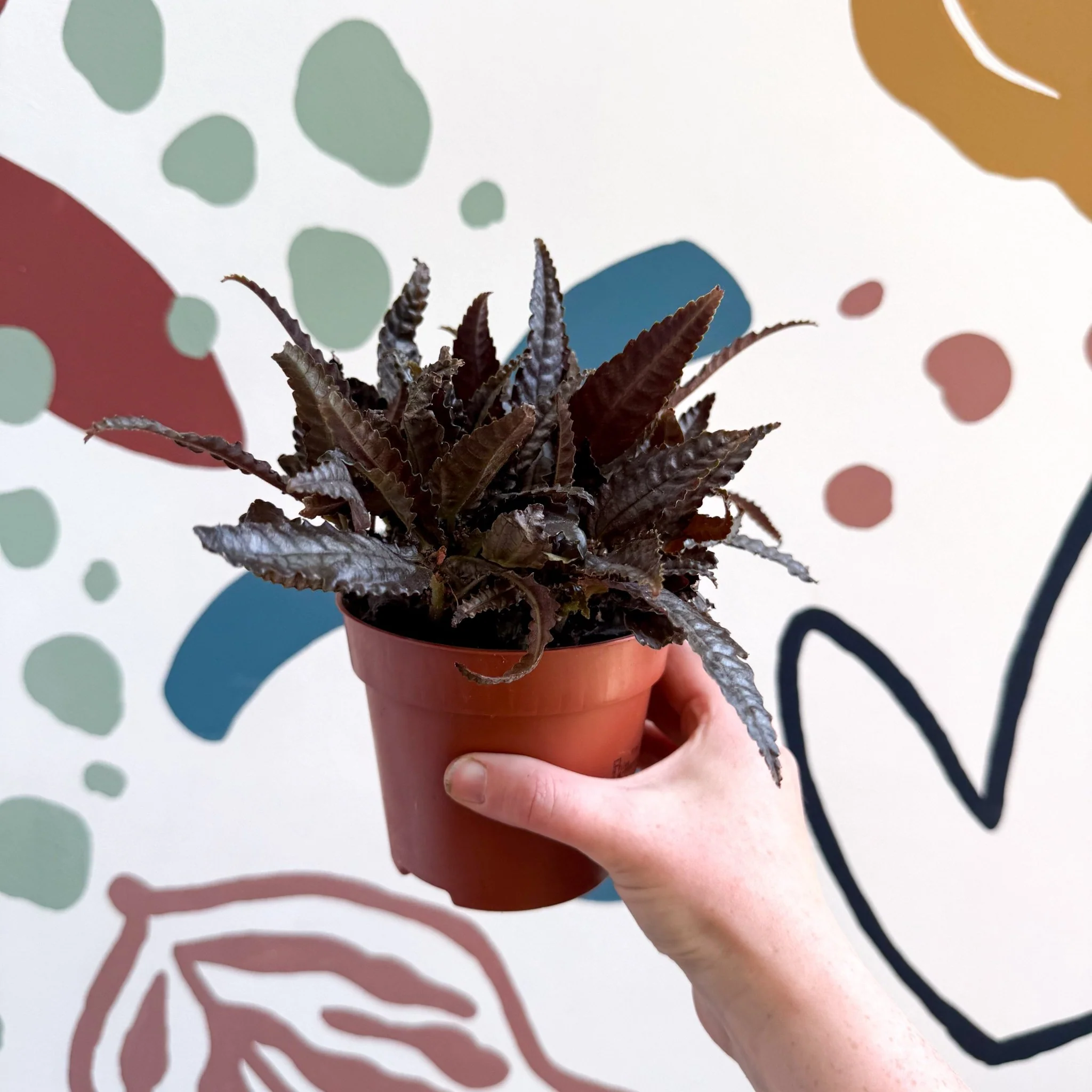 Pilea hitchcockii – Velvet Pilea - Image 3