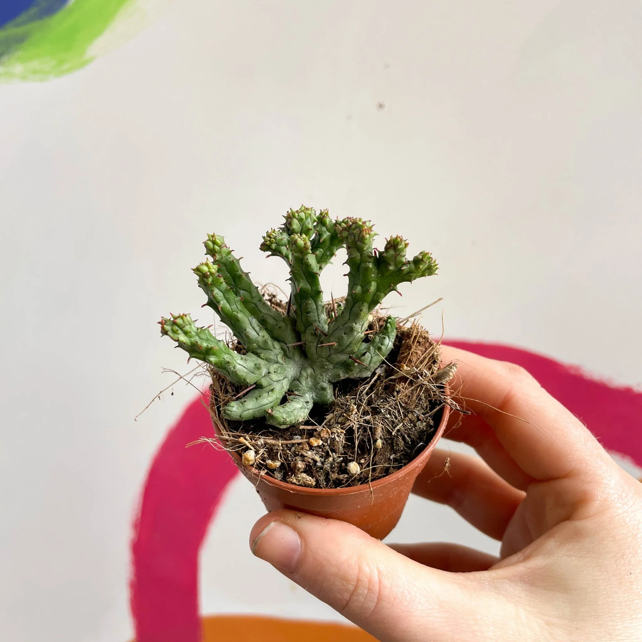 Pincushion Plant - Euphorbia enopla 'Cristata Coral'