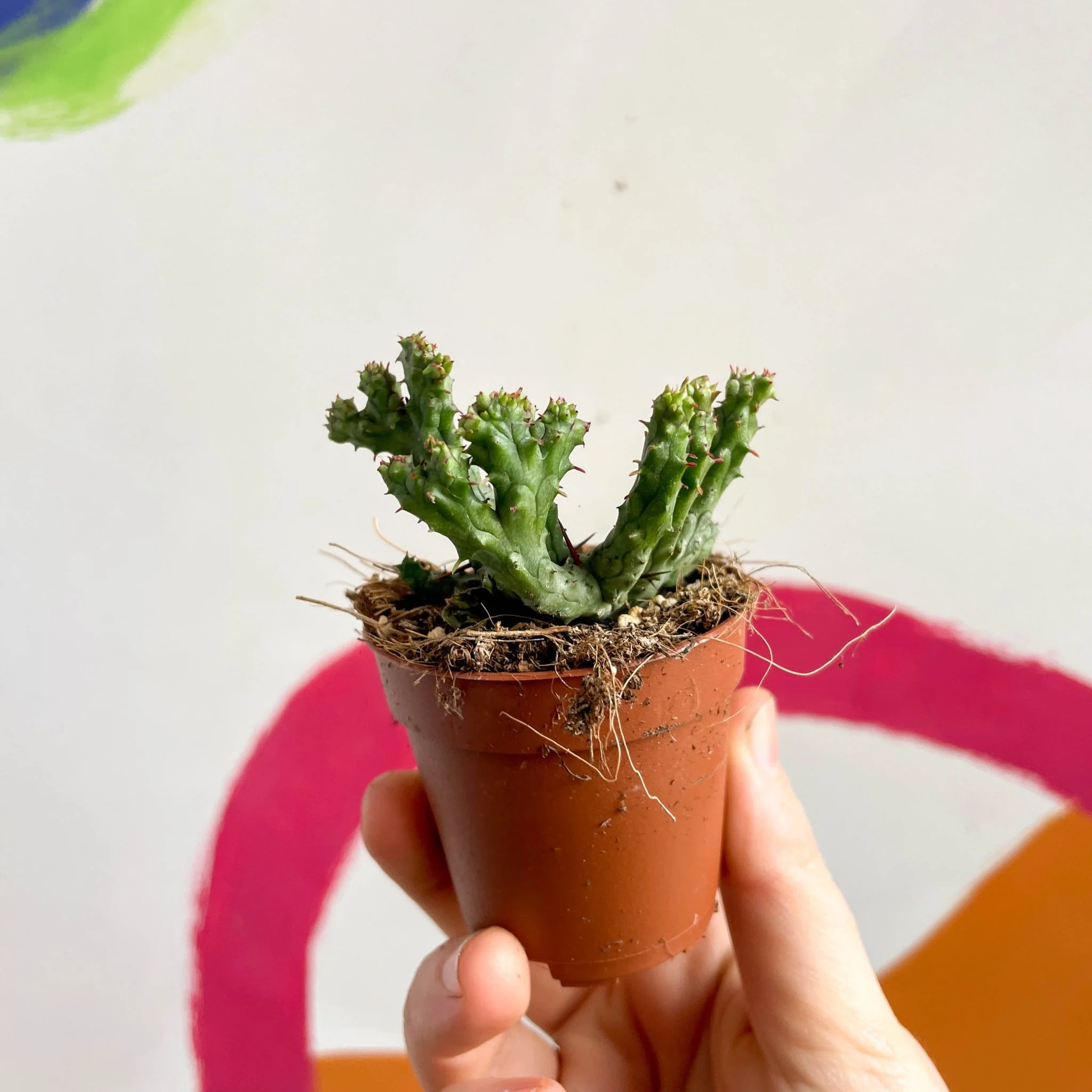 Pincushion Plant - Euphorbia enopla 'Cristata Coral' - Image 2