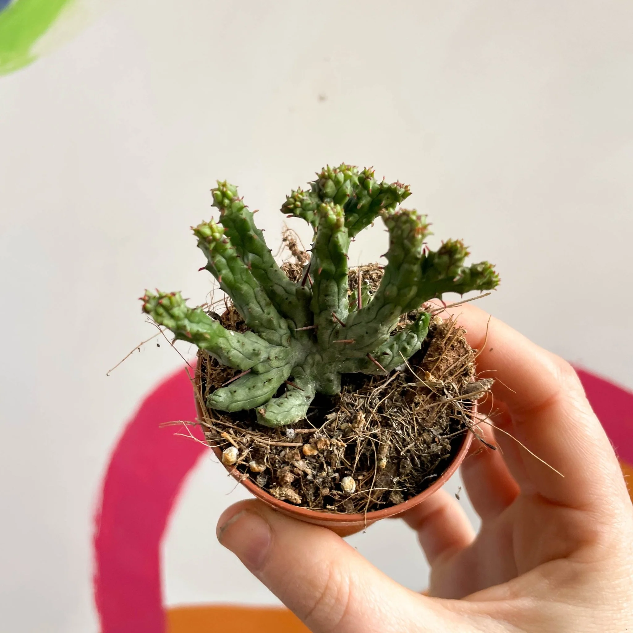 Pincushion Plant - Euphorbia enopla 'Cristata Coral' - Image 3