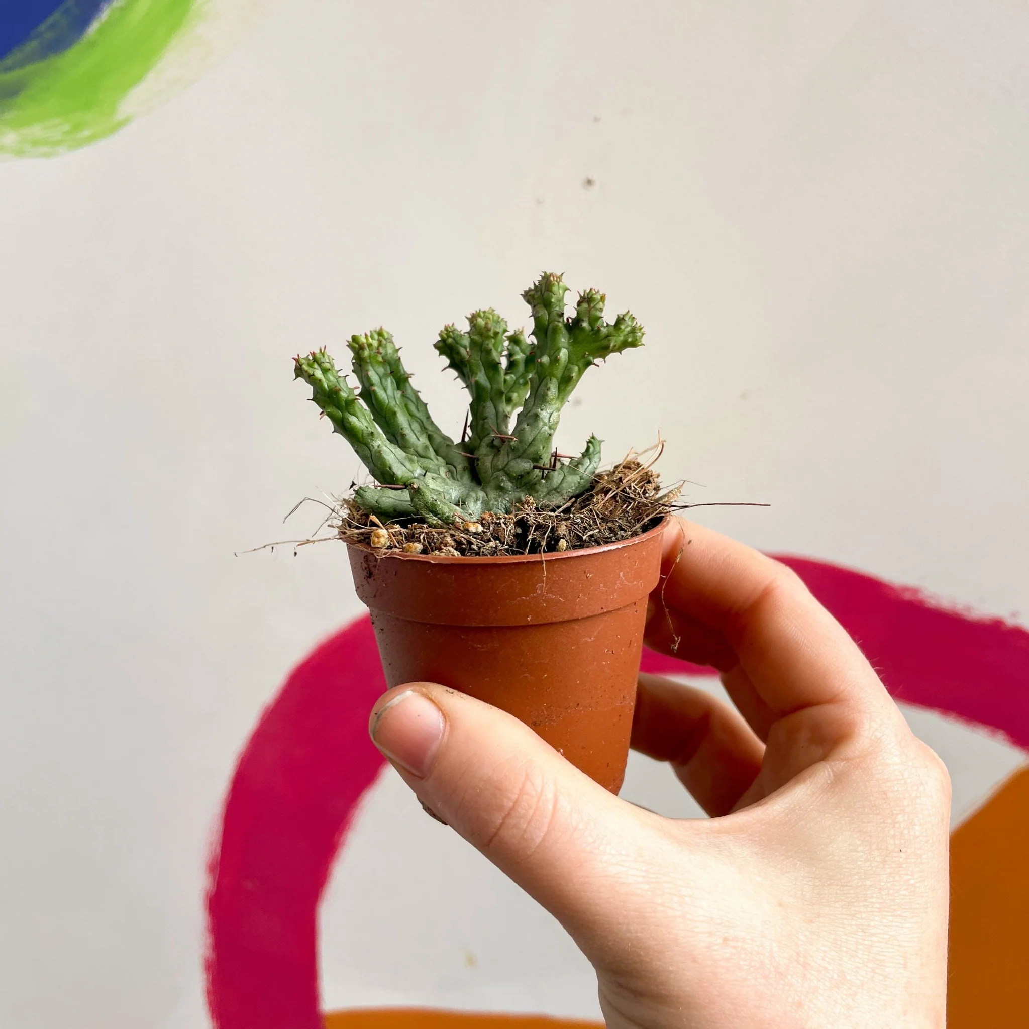 Pincushion Plant - Euphorbia enopla 'Cristata Coral' - Image 5