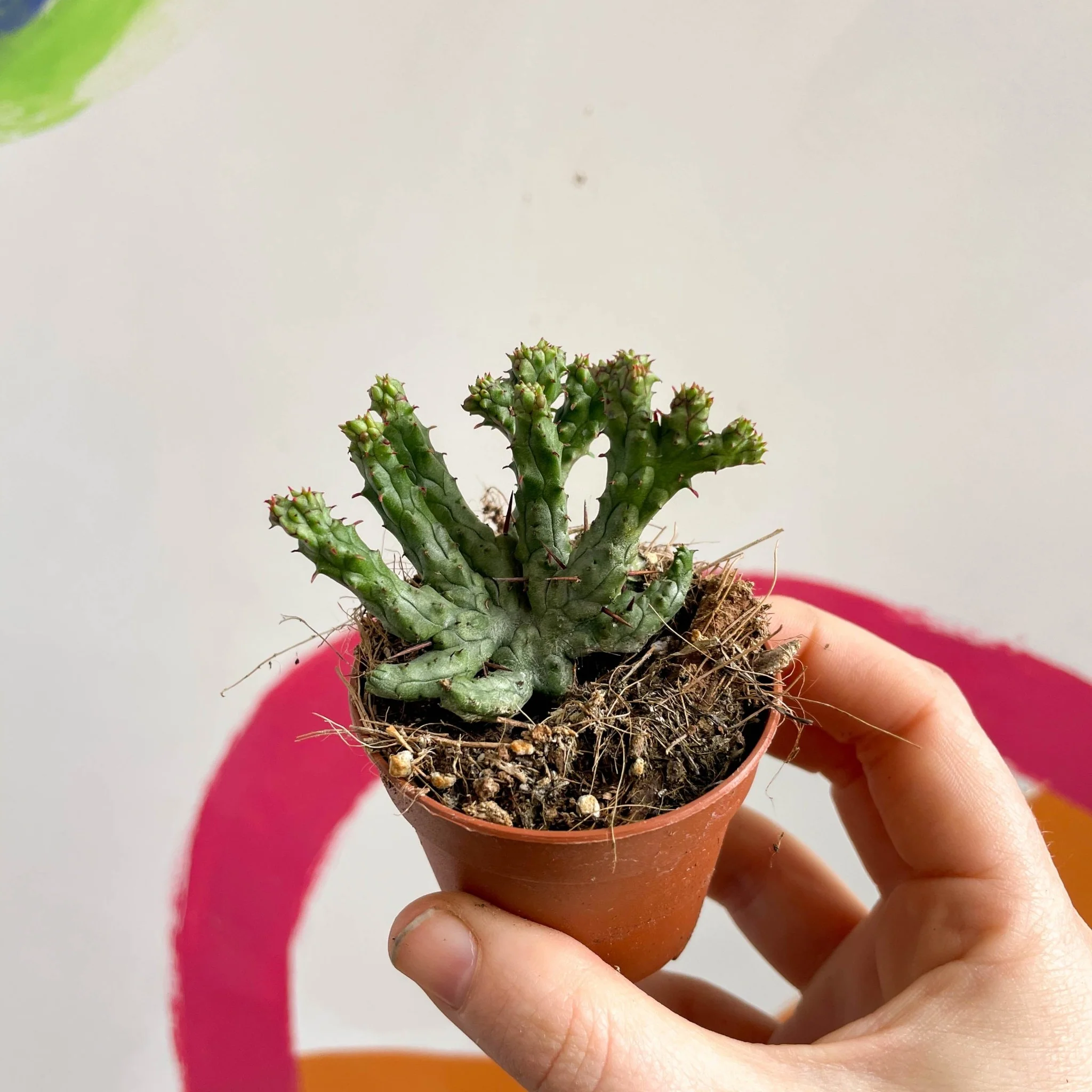 Pincushion Plant - Euphorbia enopla 'Cristata Coral' - Image 6