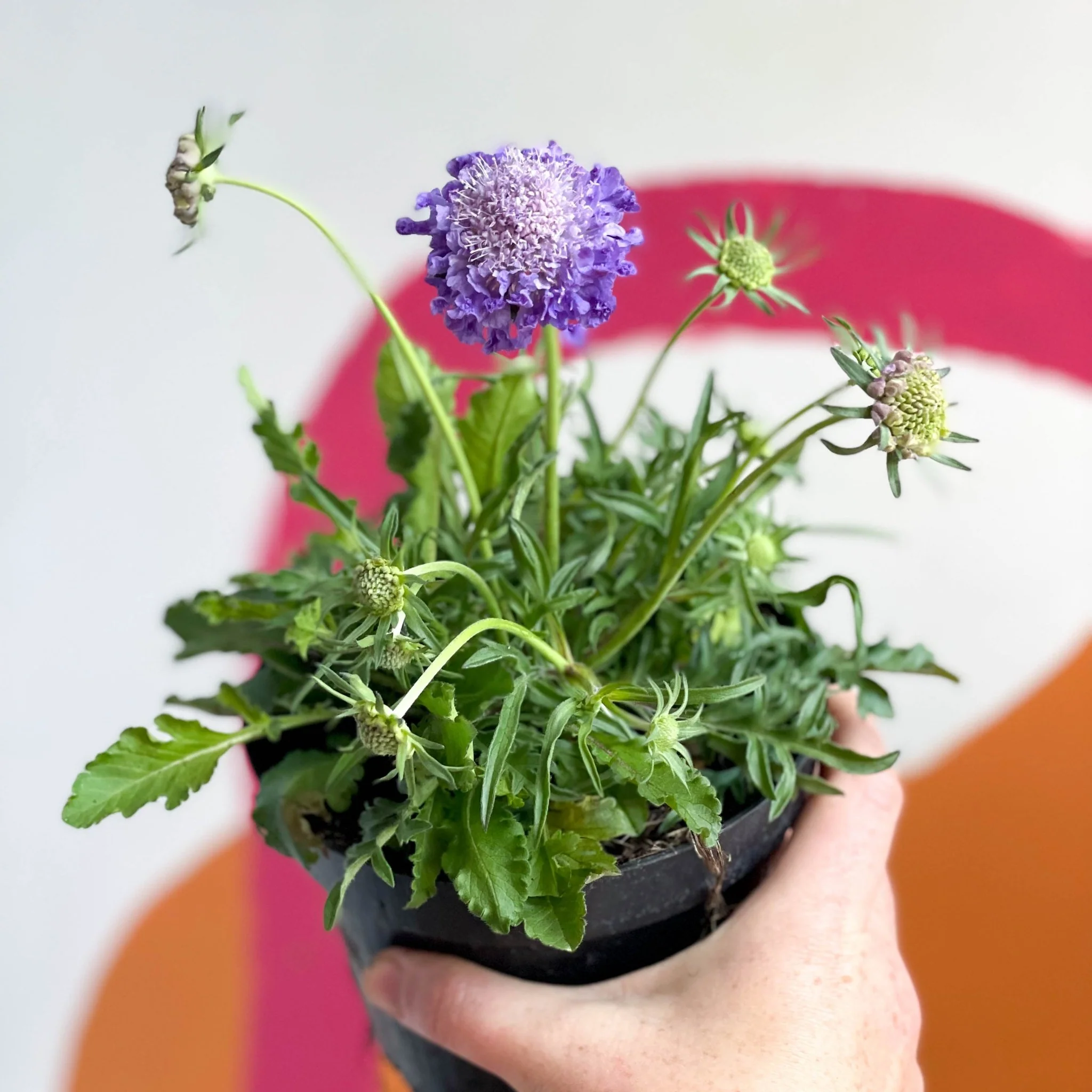Pincushion Flower - Scabiosa columbaria 'Butterfly Blue' - British Grown Perennial