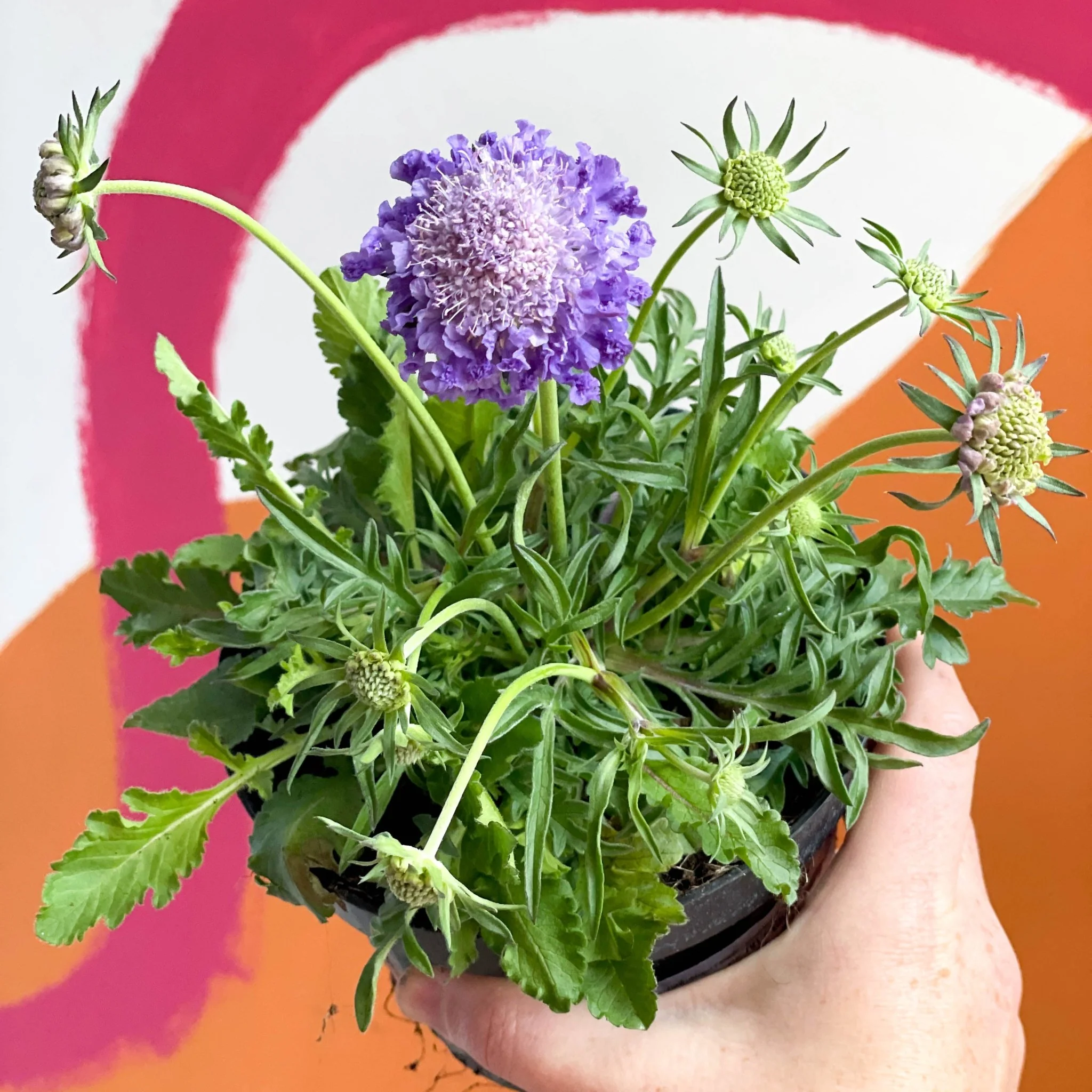 Pincushion Flower - Scabiosa columbaria 'Butterfly Blue' - British Grown Perennial - Image 2