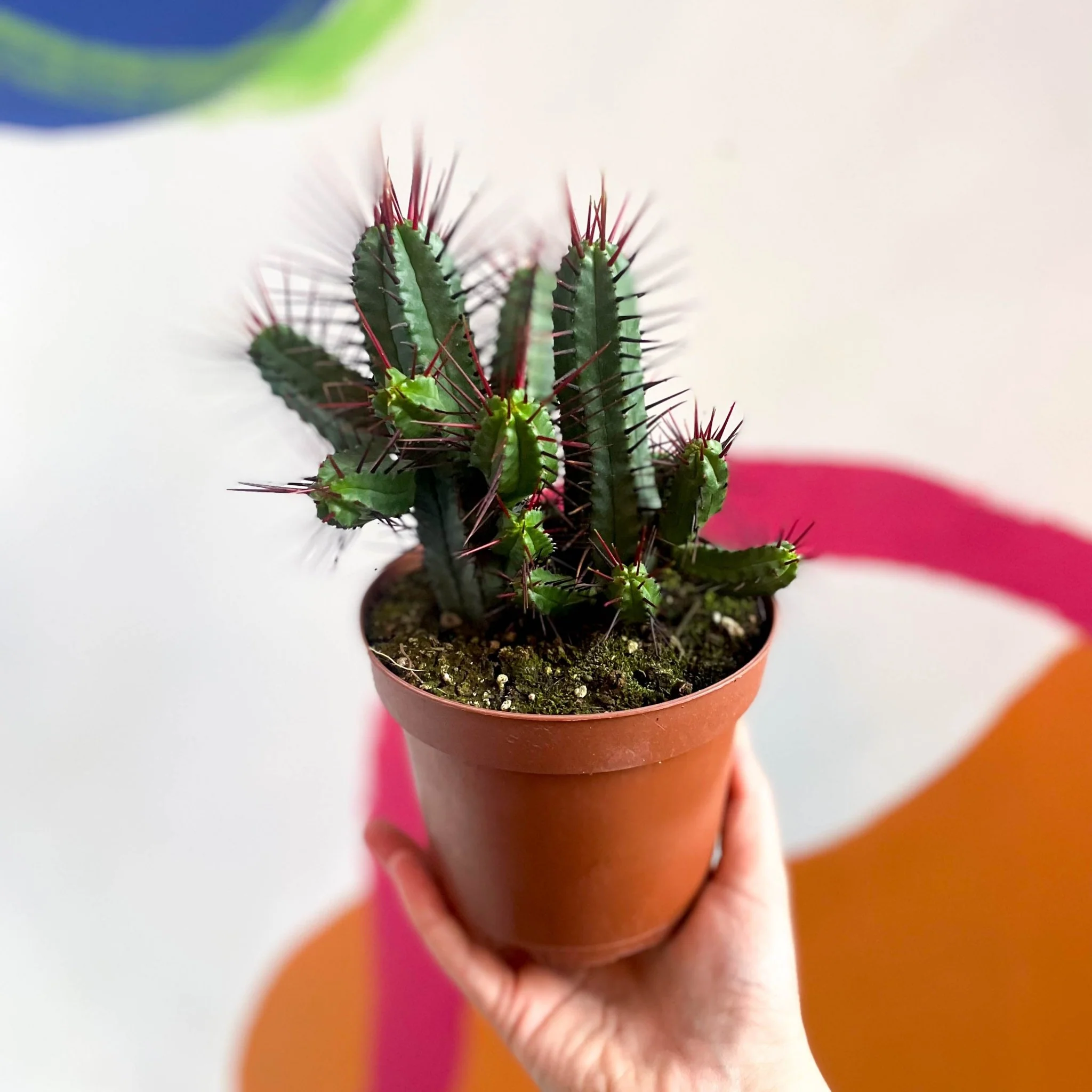 Pincushion Plant - Euphorbia enopla