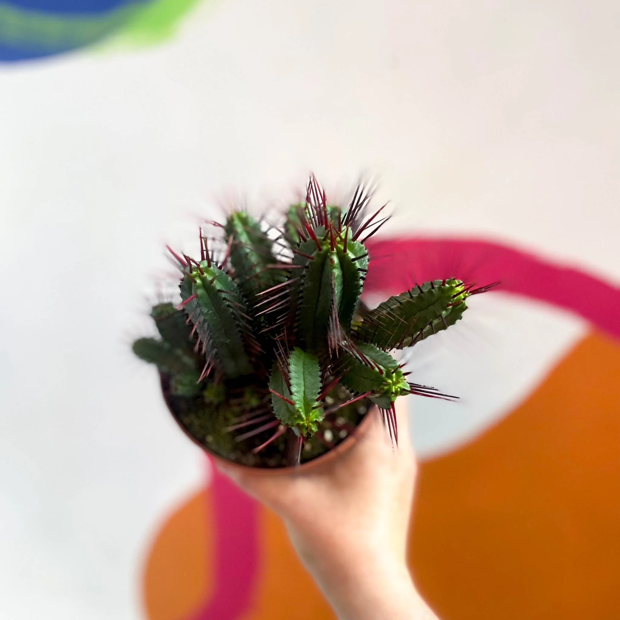 Pincushion Plant - Euphorbia enopla - Image 3