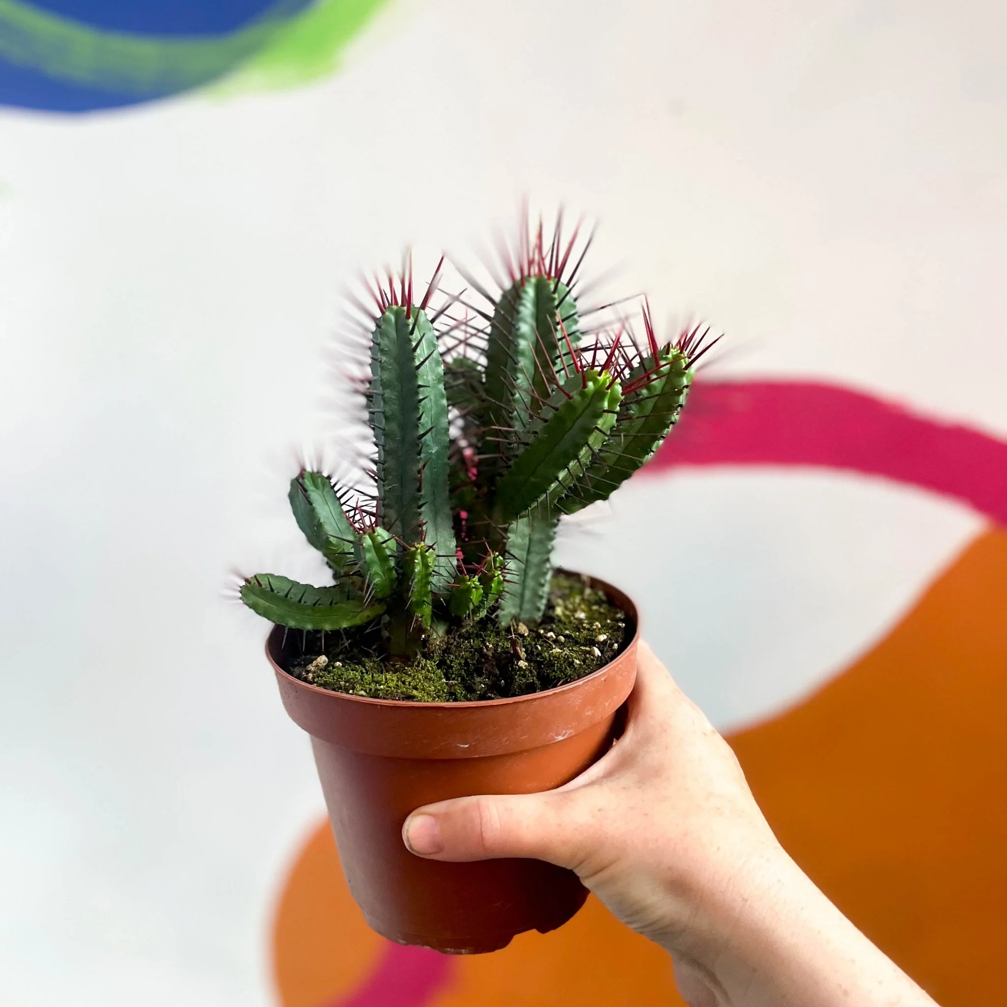 Pincushion Plant - Euphorbia enopla - Image 4