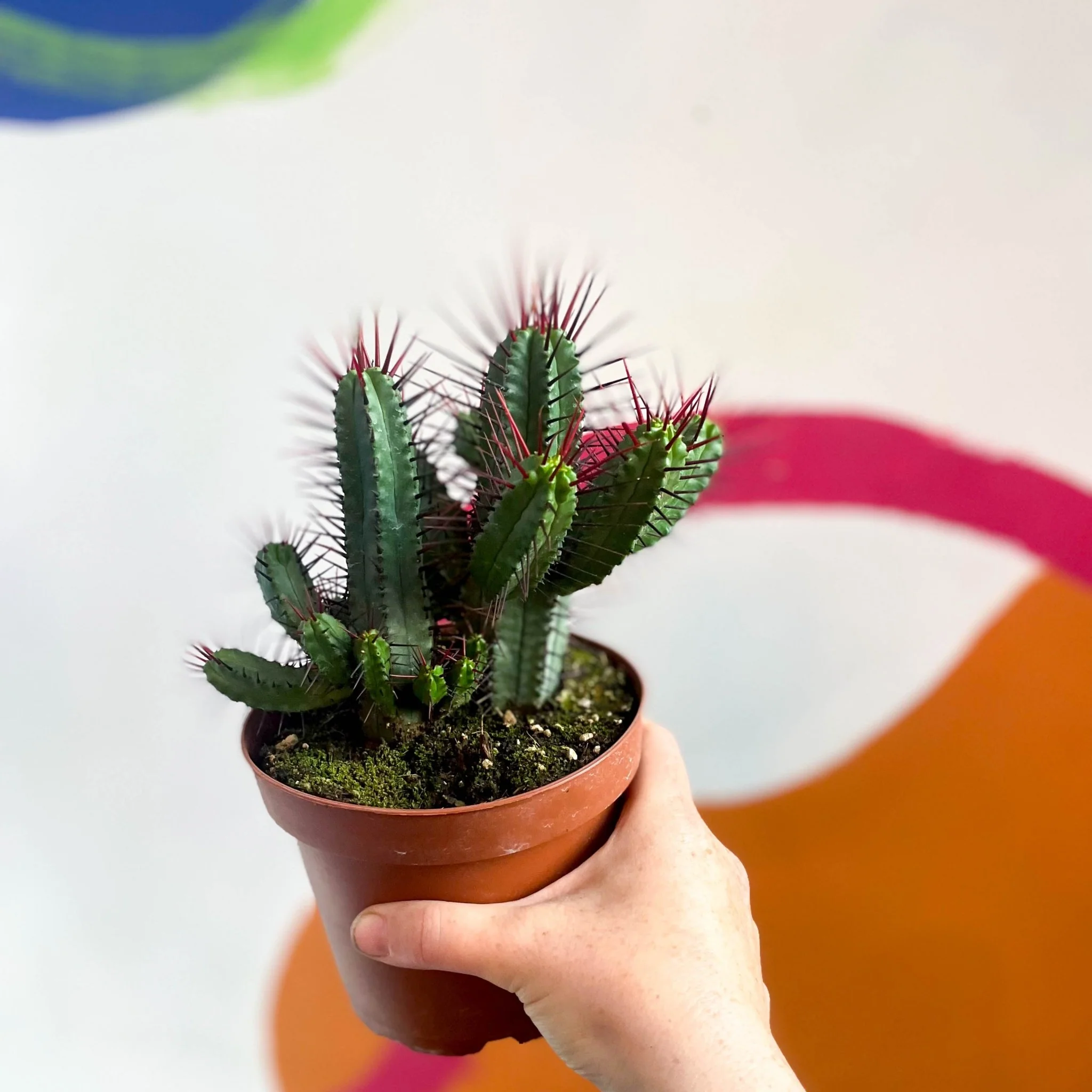 Pincushion Plant - Euphorbia enopla - Image 5