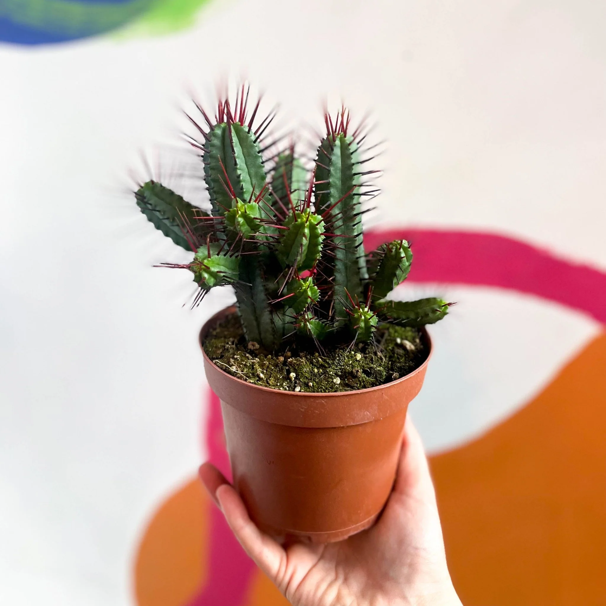 Pincushion Plant - Euphorbia enopla - Image 6
