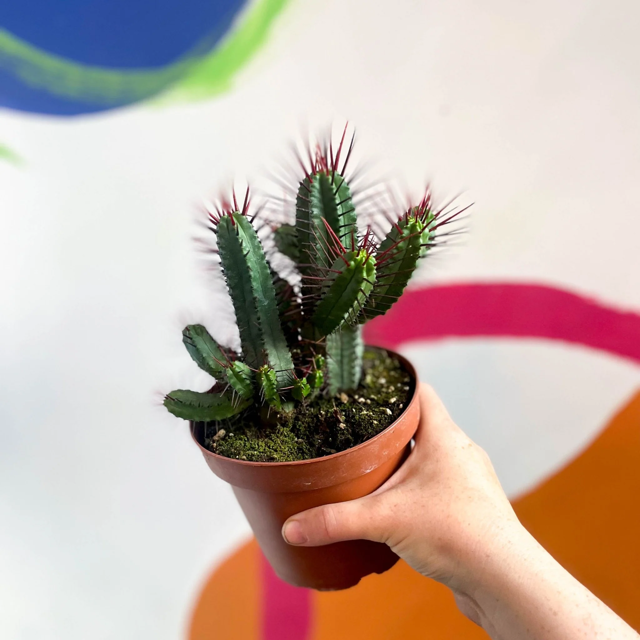 Pincushion Plant - Euphorbia enopla - Image 7