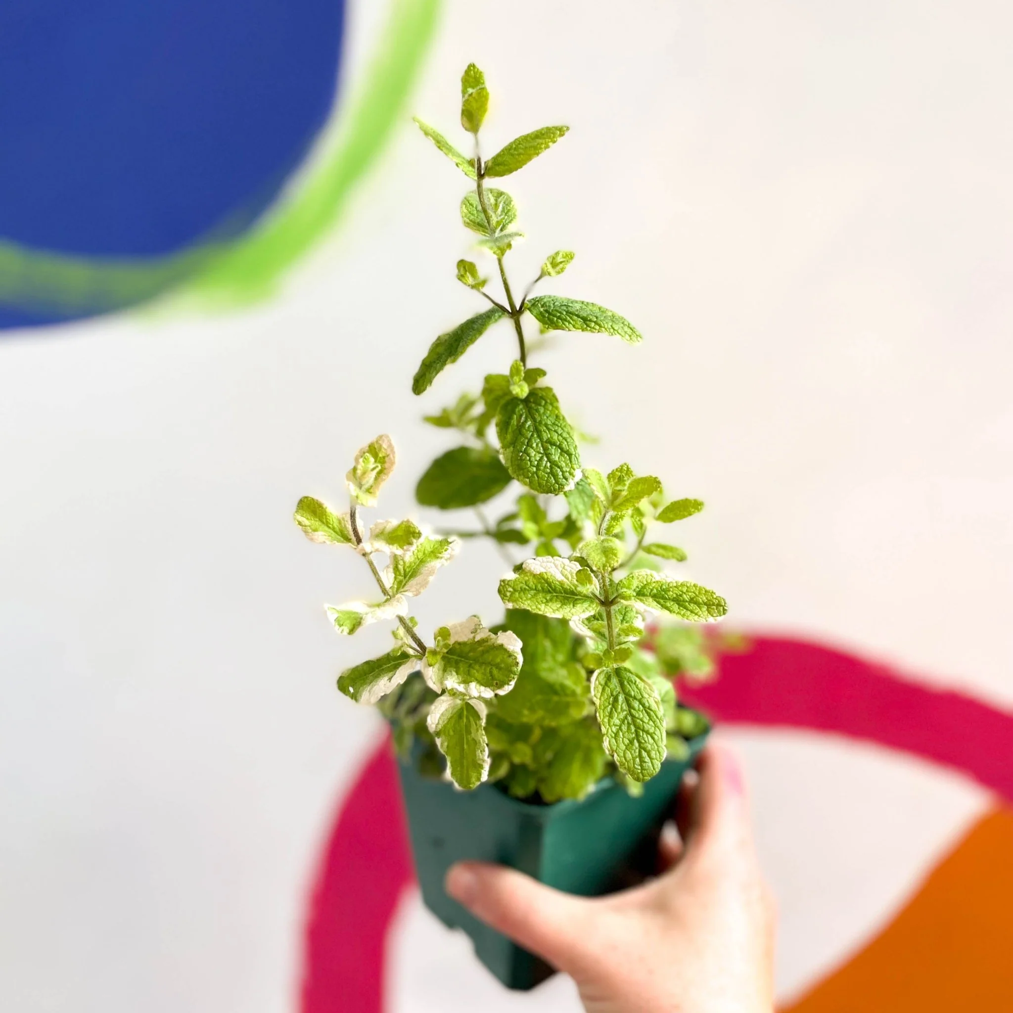 Pineapple Mint - Mentha suaveolens variegata - Cotswolds Grown Culinary Herbs