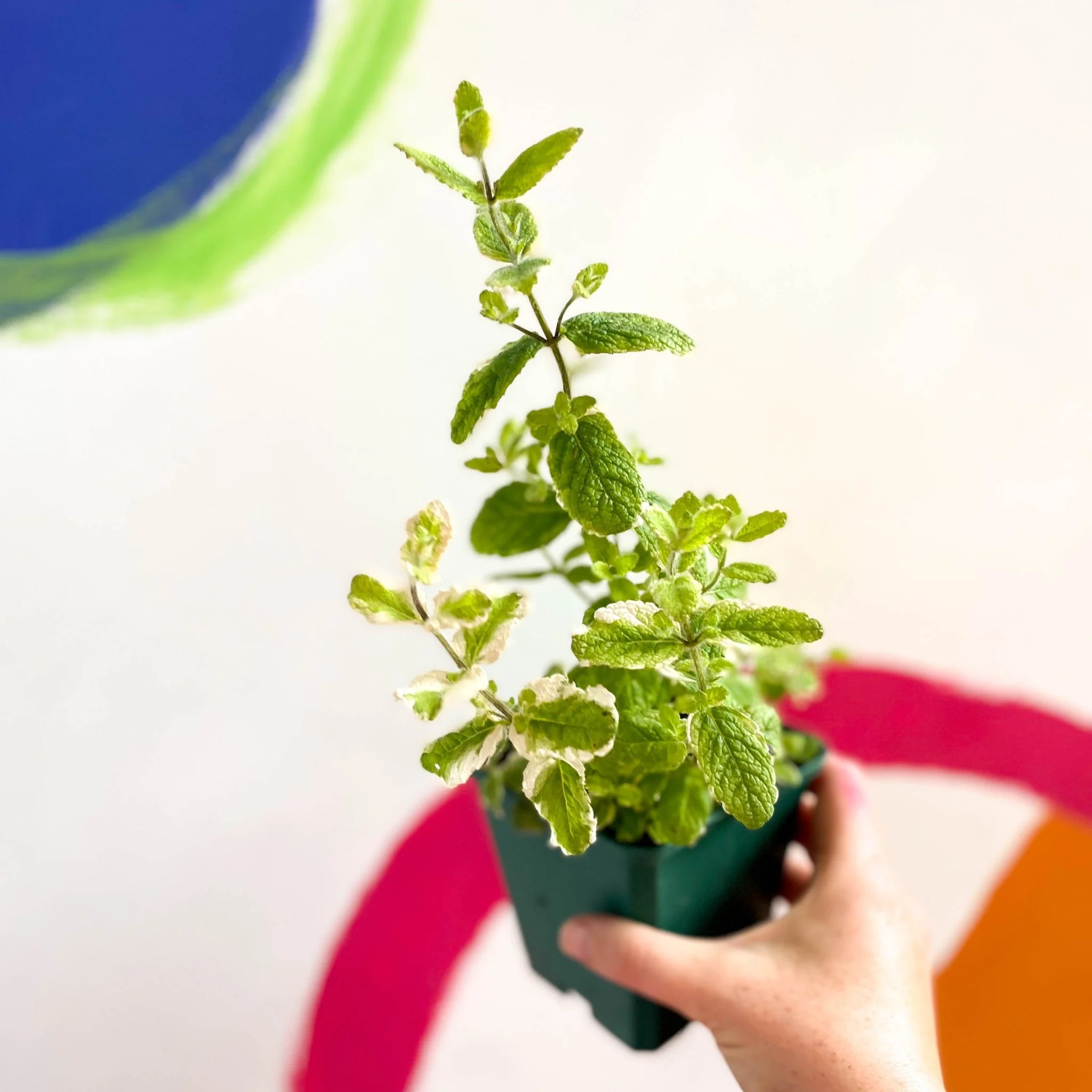 Pineapple Mint - Mentha suaveolens variegata - Cotswolds Grown Culinary Herbs - Image 2