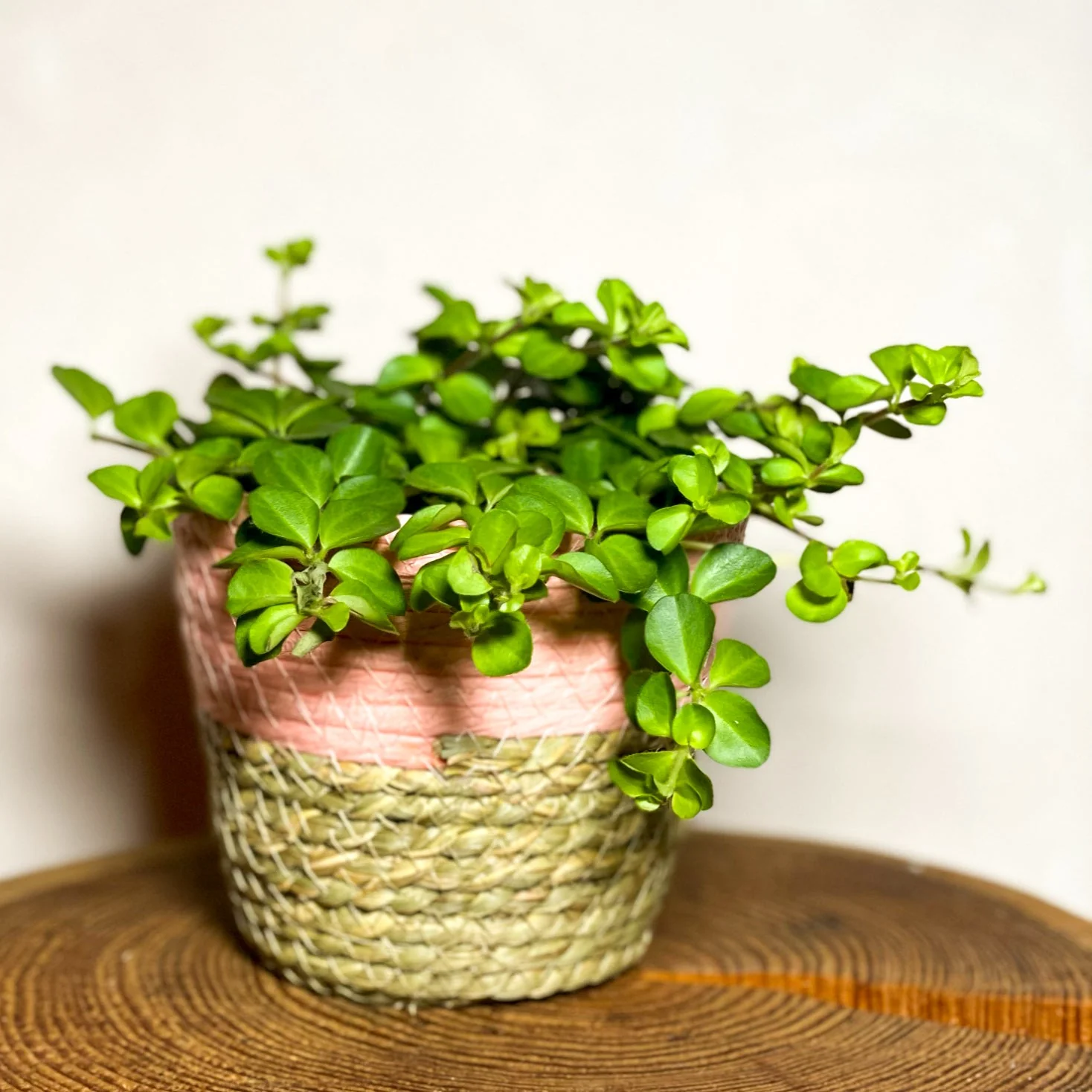Pink Basket Planters