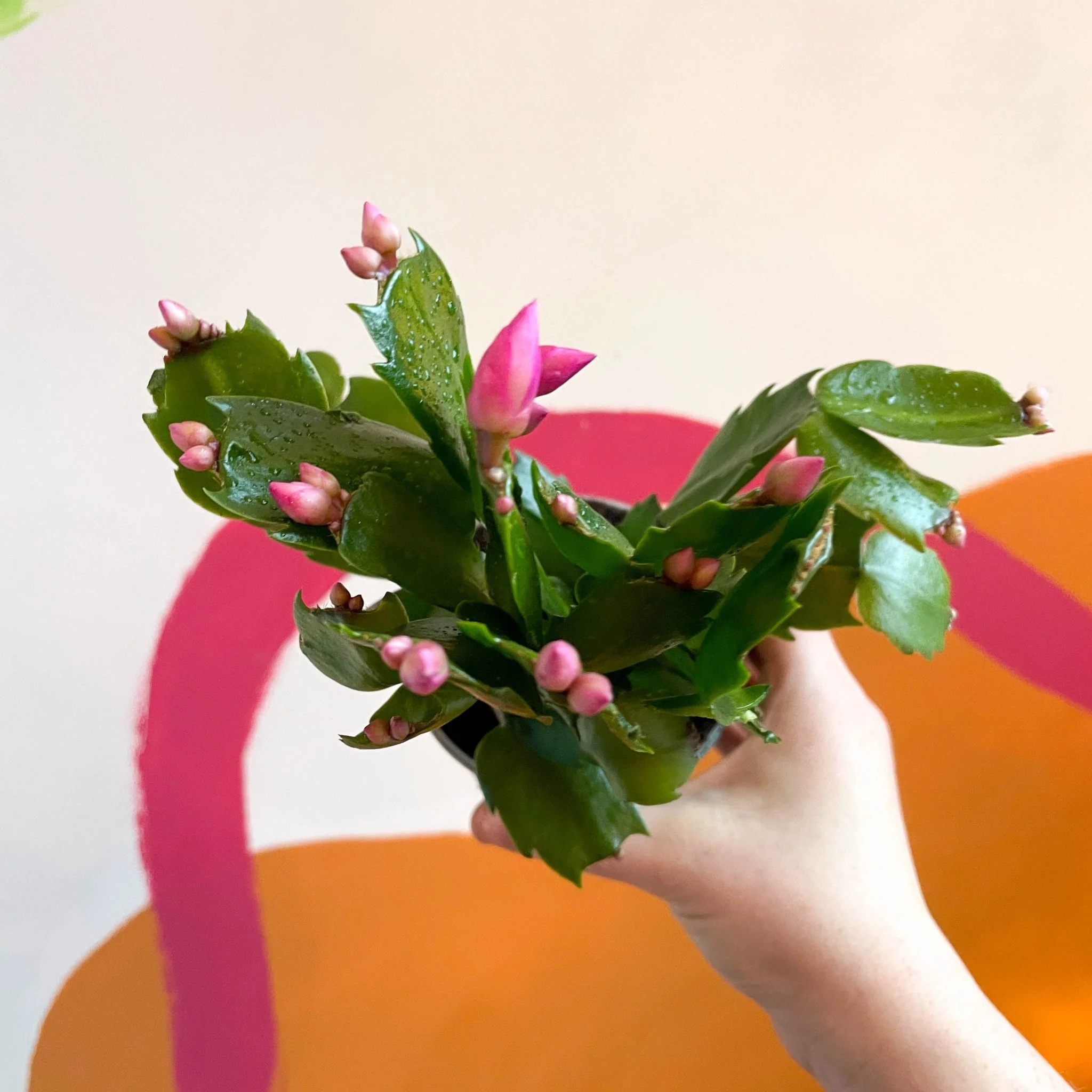 Schlumbergera truncata 'Purple Jolly Dancer' - Image 3