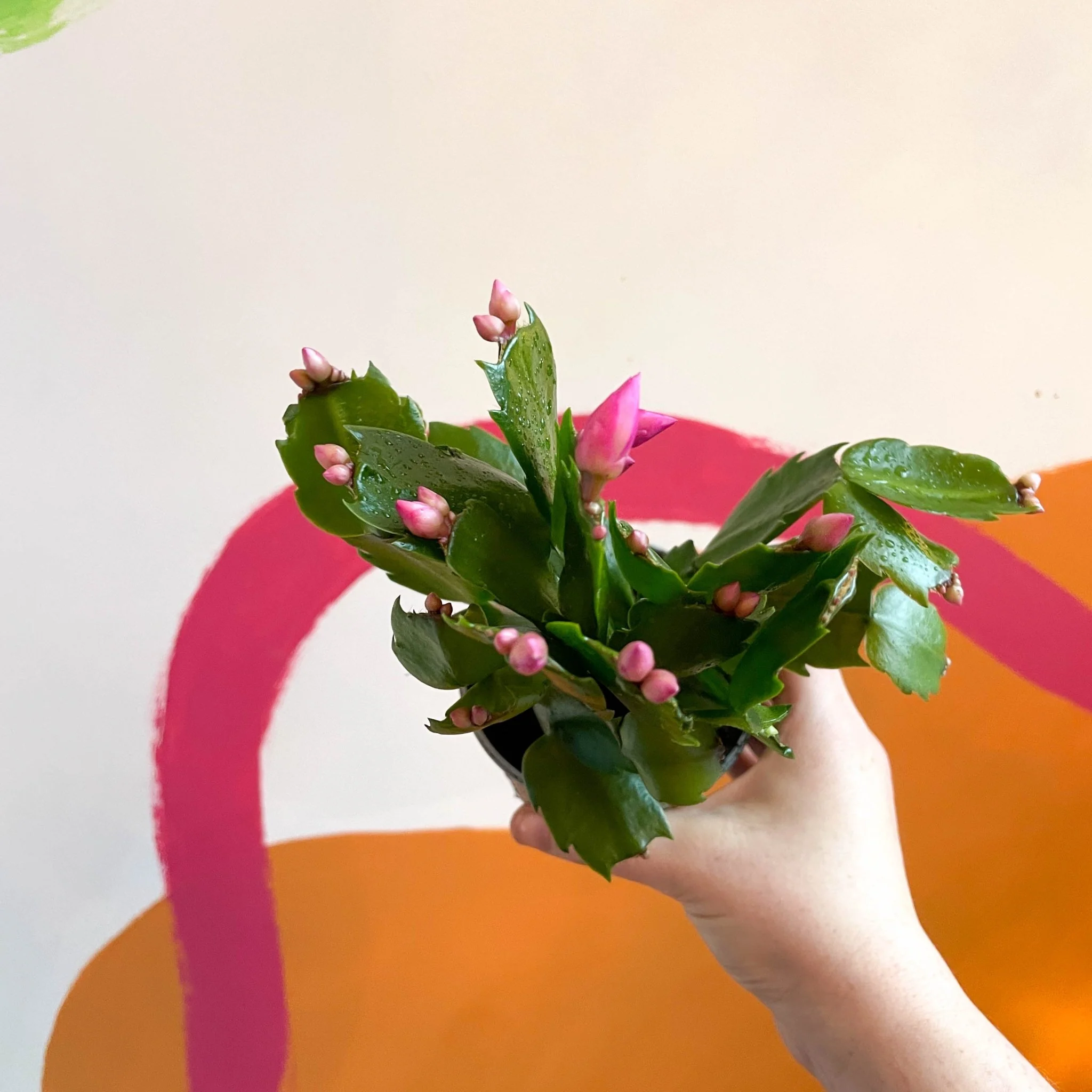Schlumbergera truncata 'Purple Jolly Dancer' - Image 4