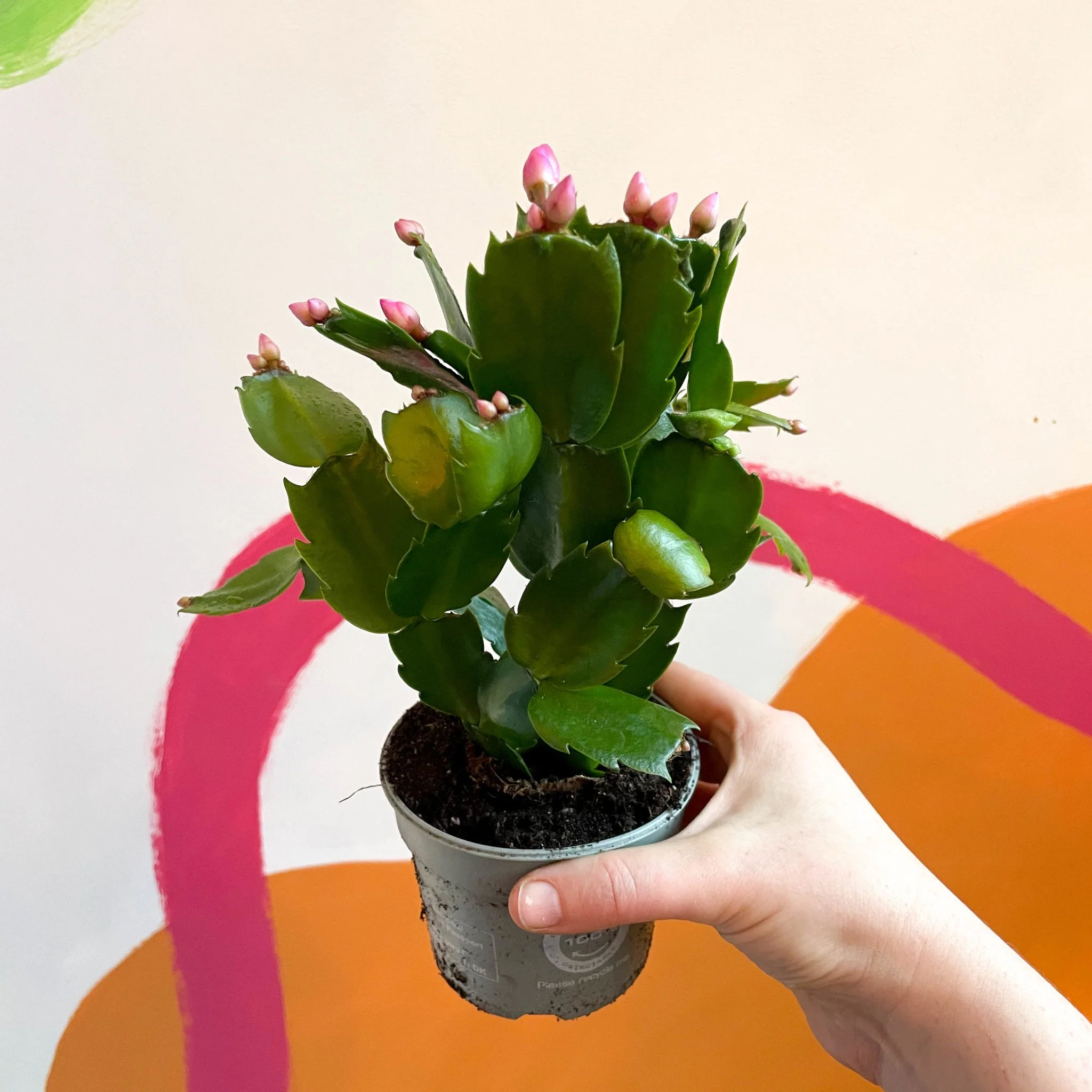 Schlumbergera truncata 'Purple Jolly Dancer' - Image 5