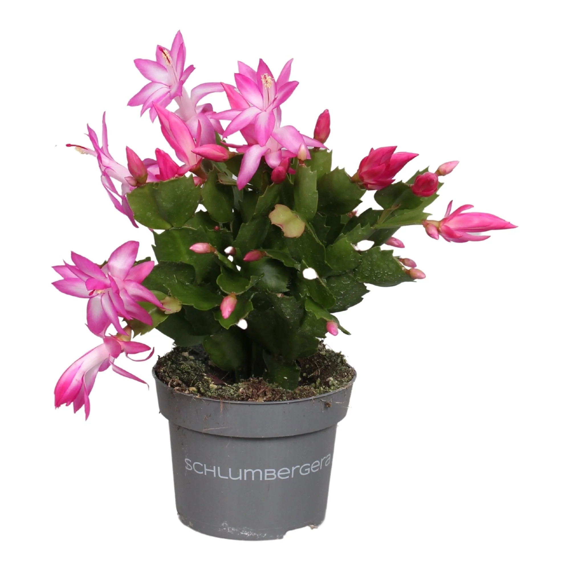 Schlumbergera truncata 'Purple Jolly Dancer' - Image 6