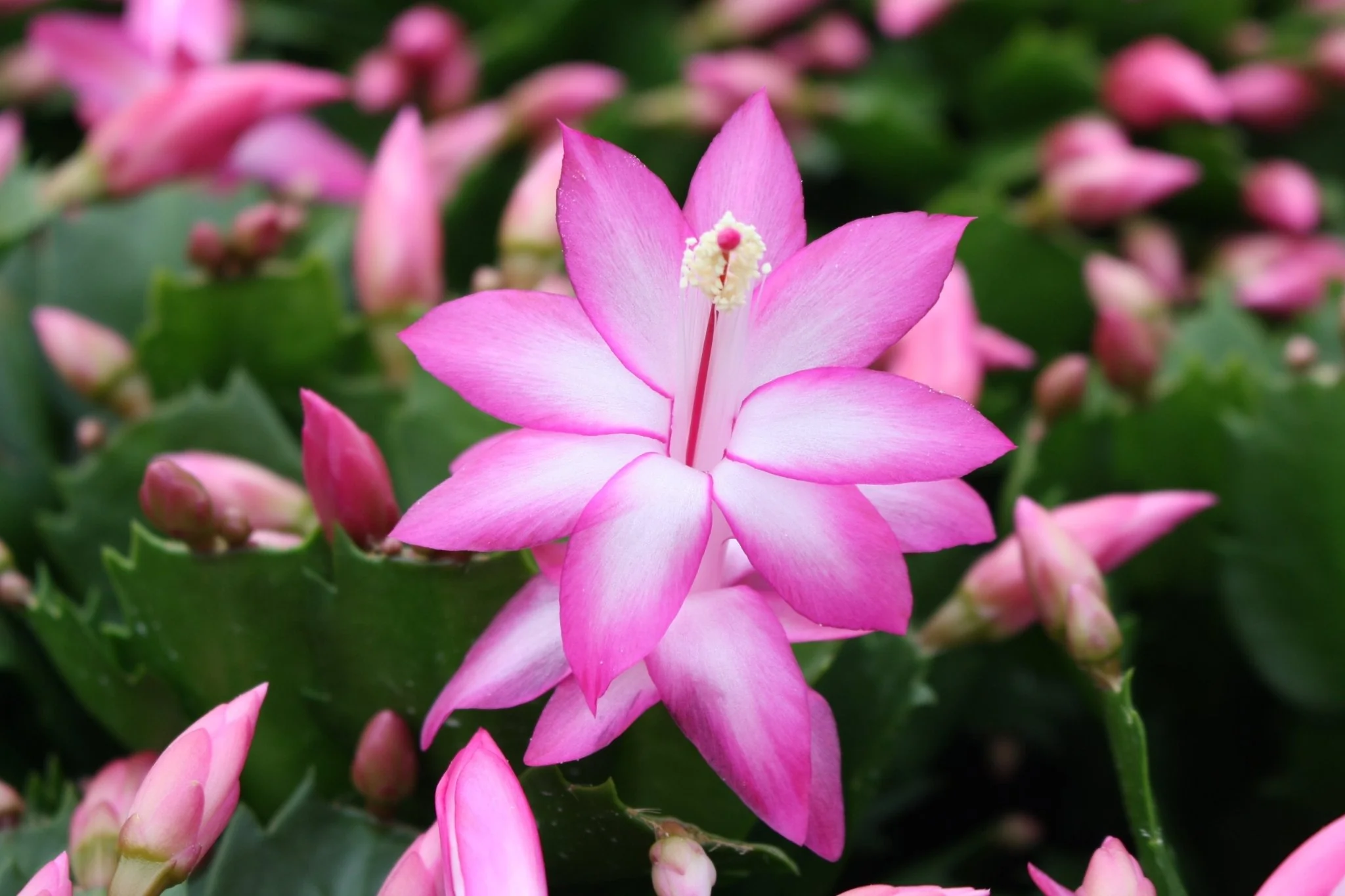 Schlumbergera truncata 'Purple Jolly Dancer' - Image 7