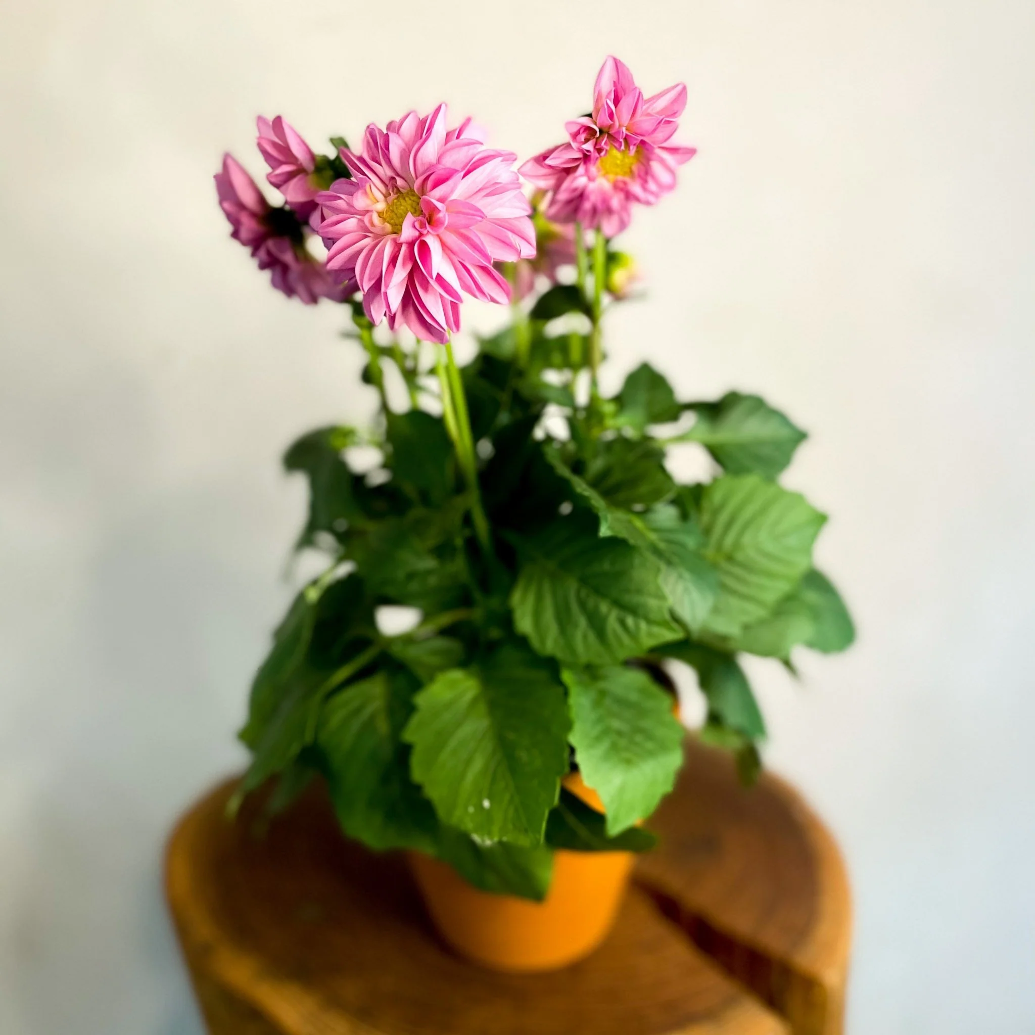 Pink Dahlia 'Royal'