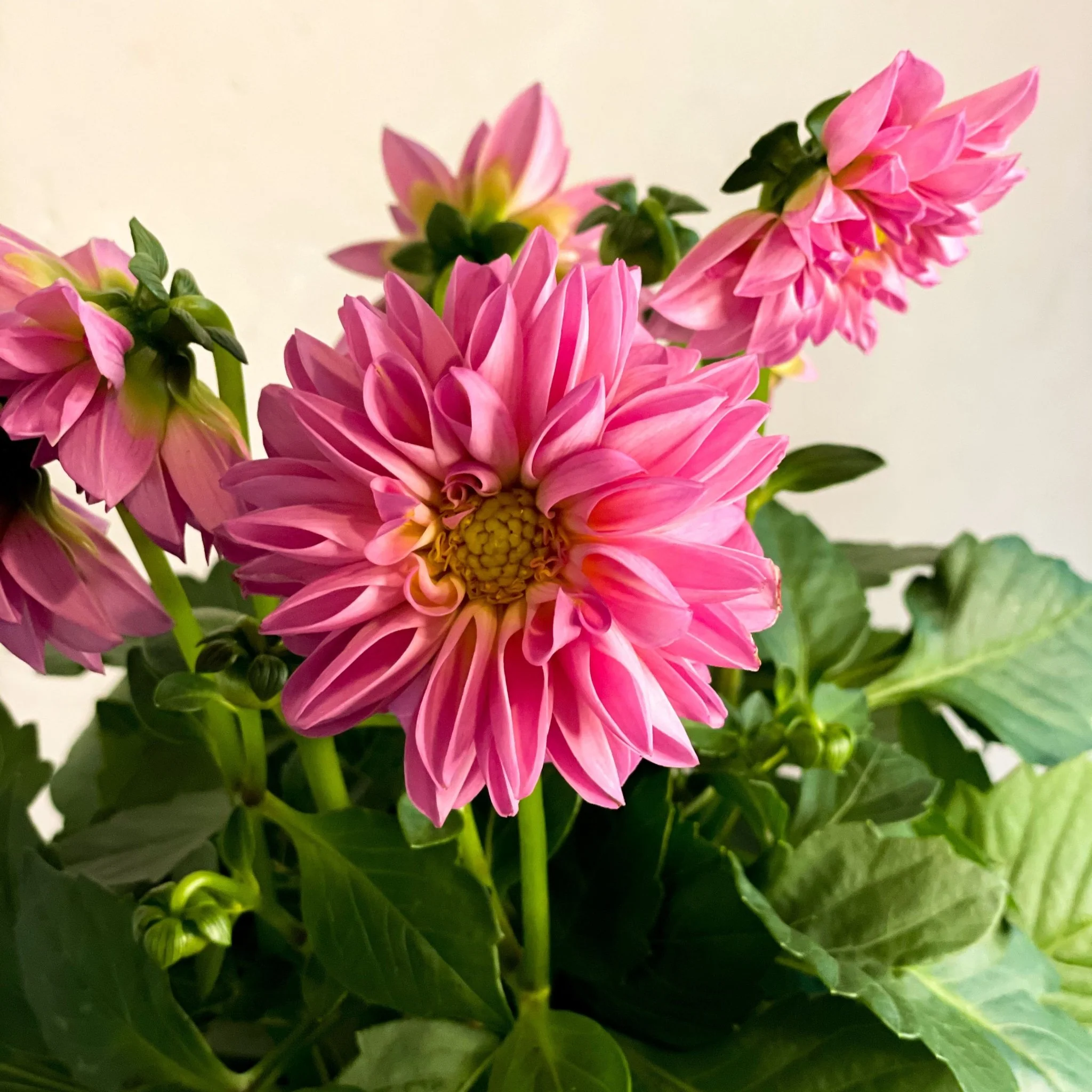 Pink Dahlia 'Royal' - Image 2