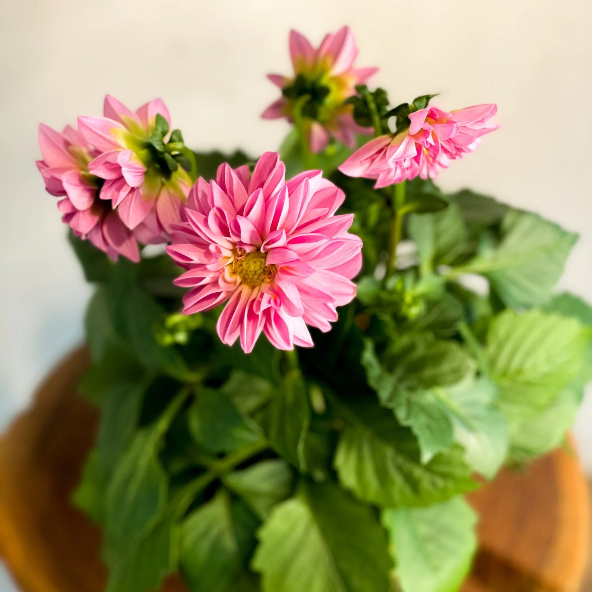 Pink Dahlia 'Royal' - Image 3