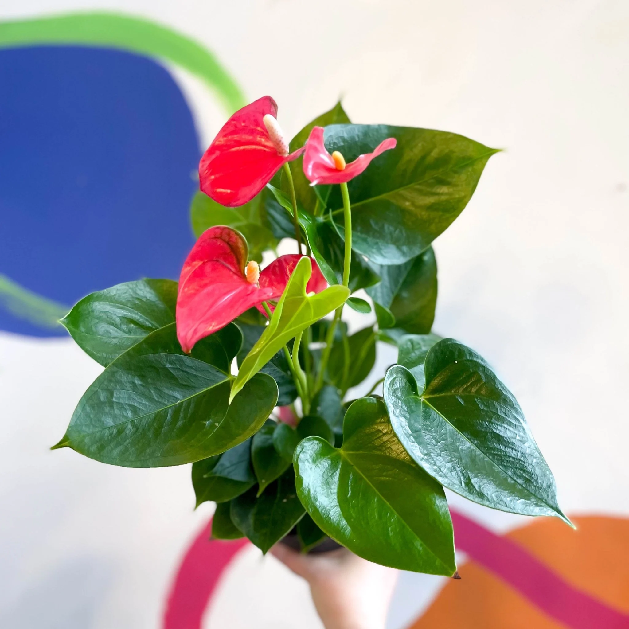 Pink Flamingo Flower - Anthurium andraeanum 'Arisa Pink'