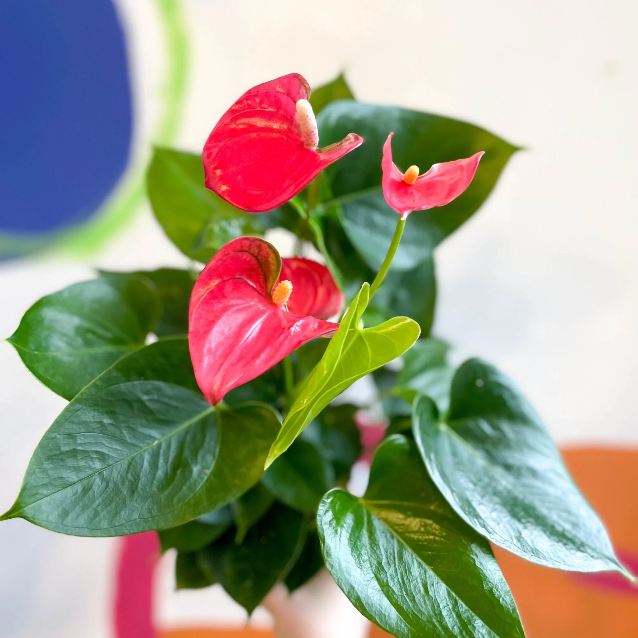 Pink Flamingo Flower - Anthurium andraeanum 'Arisa Pink' - Image 4