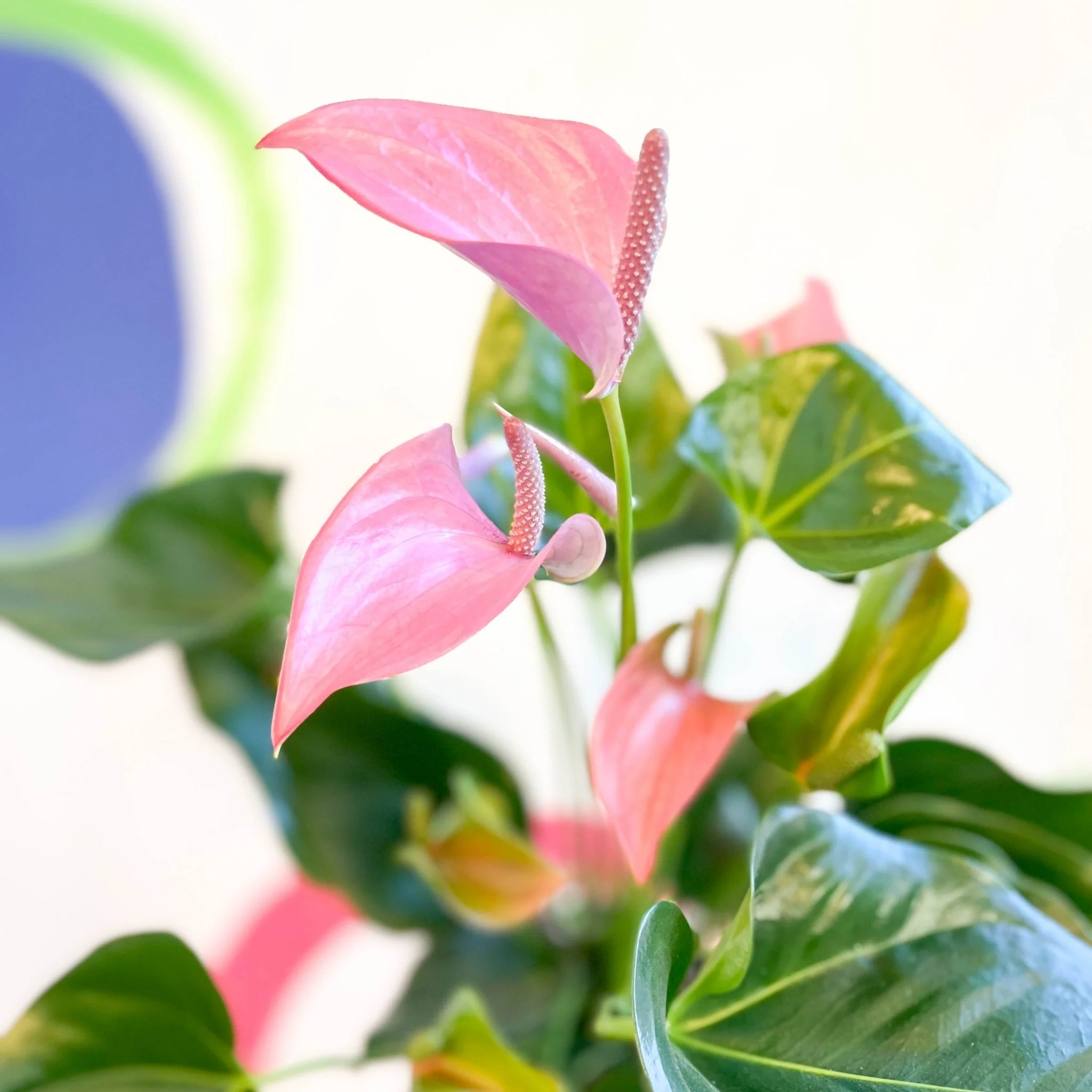 Pink Flamingo Flower - Anthurium andraeanum 'Joli' - Image 2