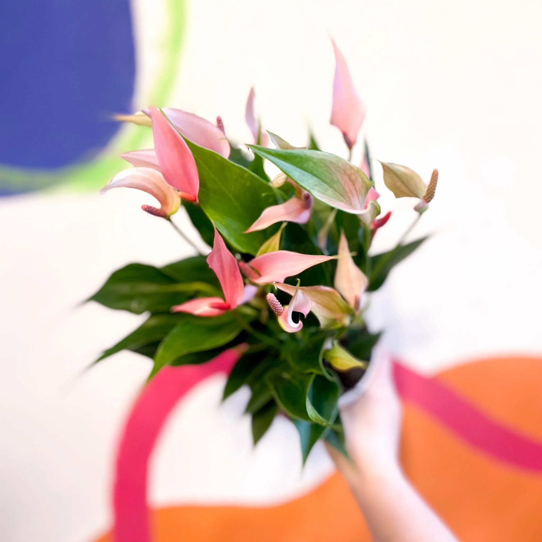 Anthurium andraeanum 'Lilli Pink' - Pink Flamingo Flower