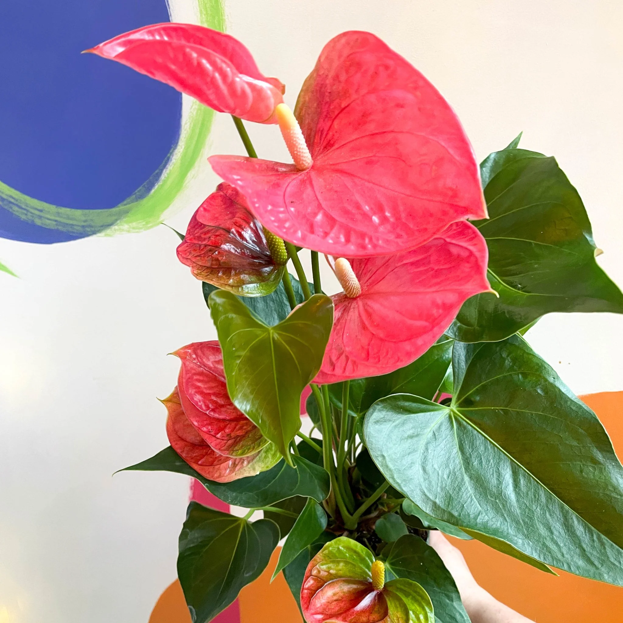 Anthurium andraeanum 'Colorado Pink' - Pink Flamingo Flower - Image 3