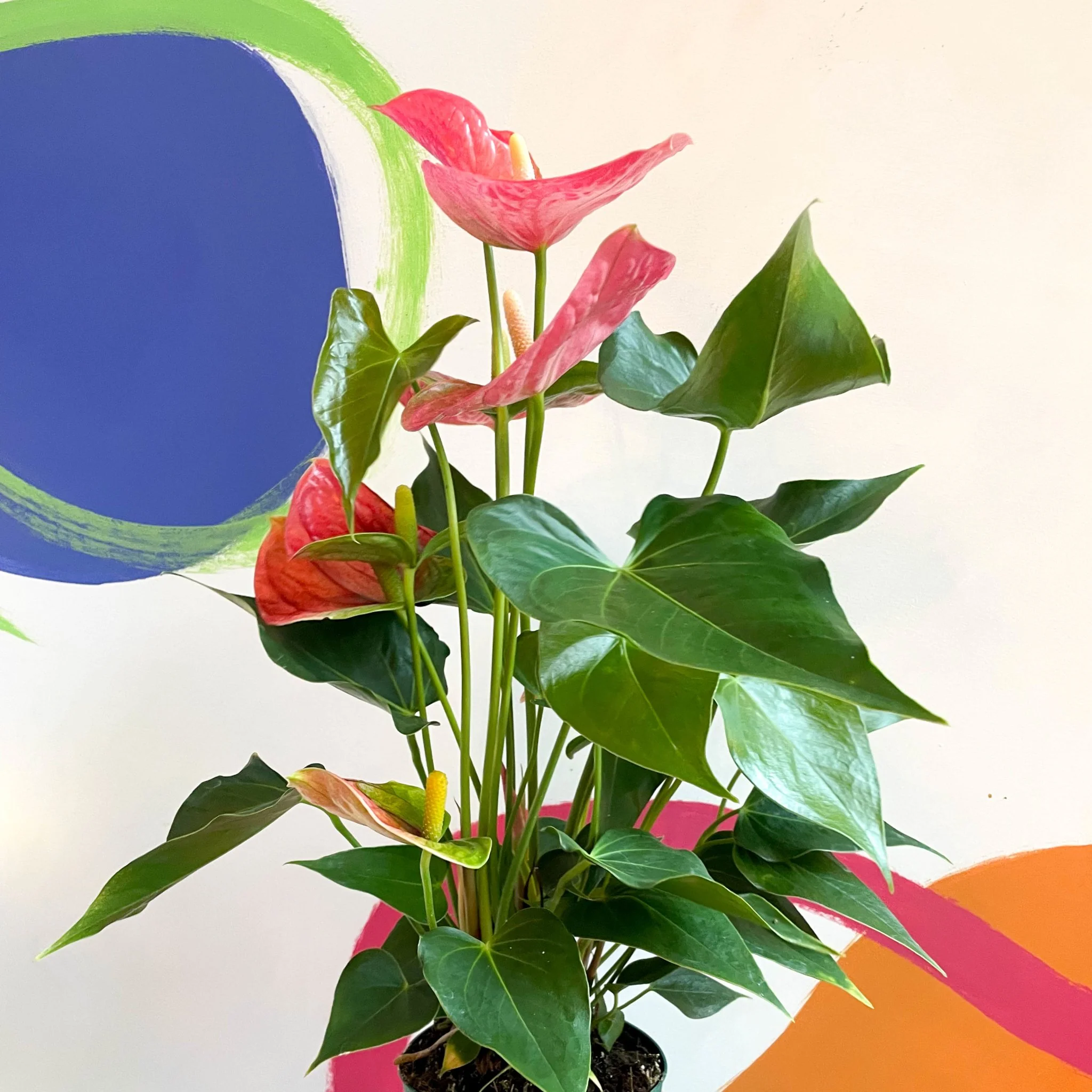 Anthurium andraeanum 'Colorado Pink' - Pink Flamingo Flower - Image 4