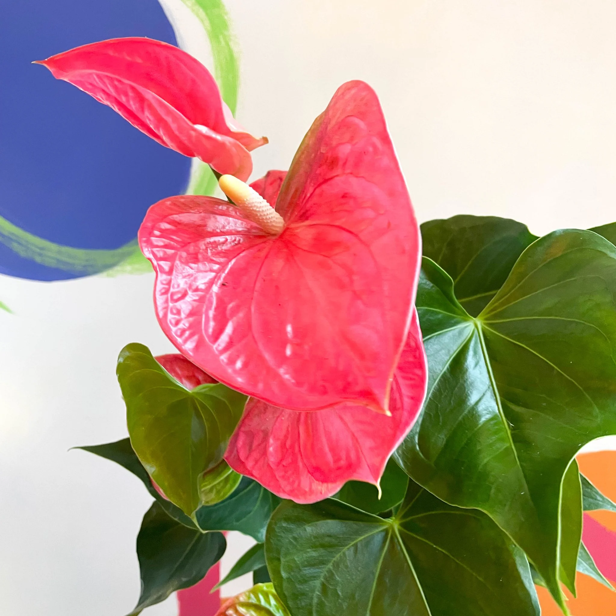 Anthurium andraeanum 'Colorado Pink' - Pink Flamingo Flower - Image 5