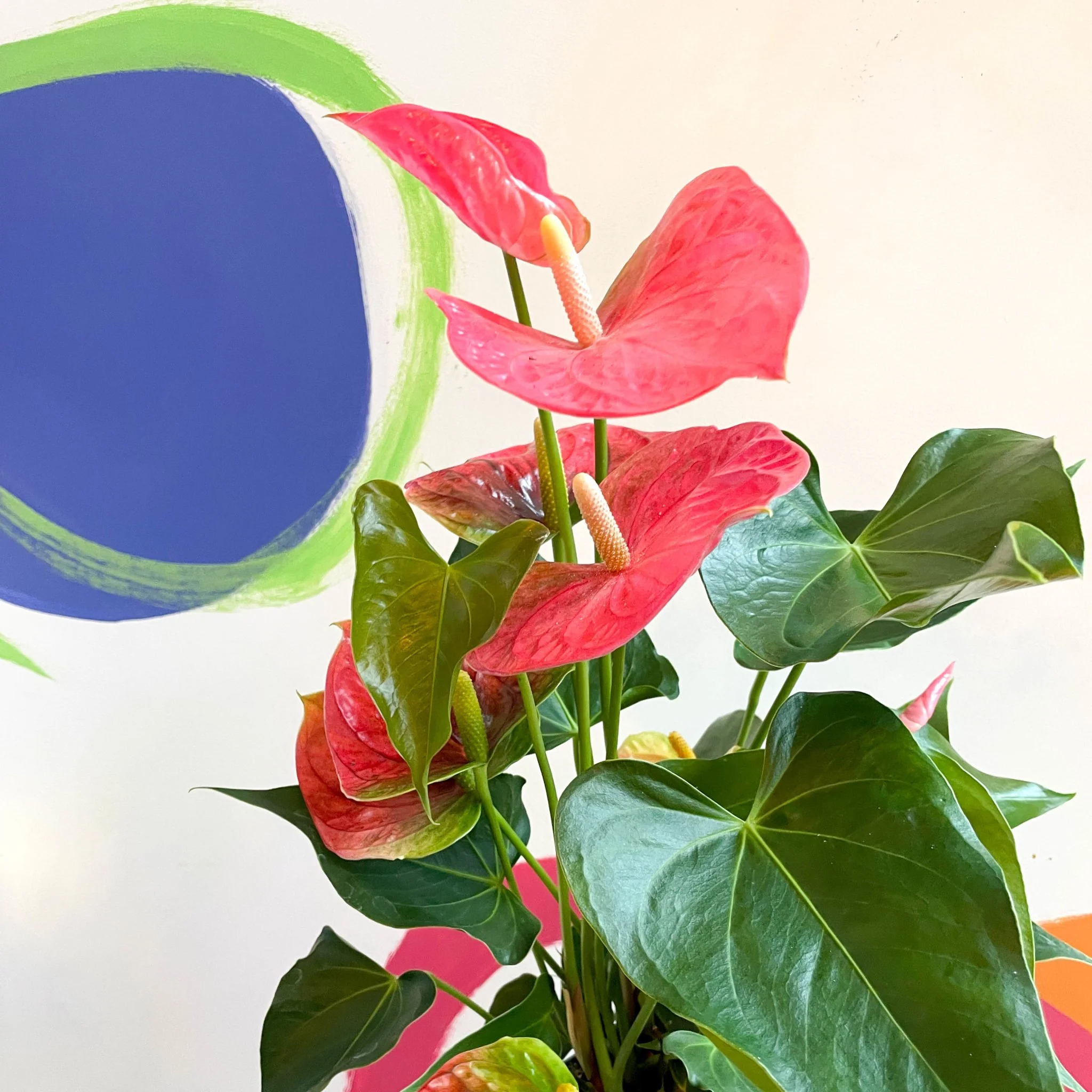 Anthurium andraeanum 'Colorado Pink' - Pink Flamingo Flower - Image 6